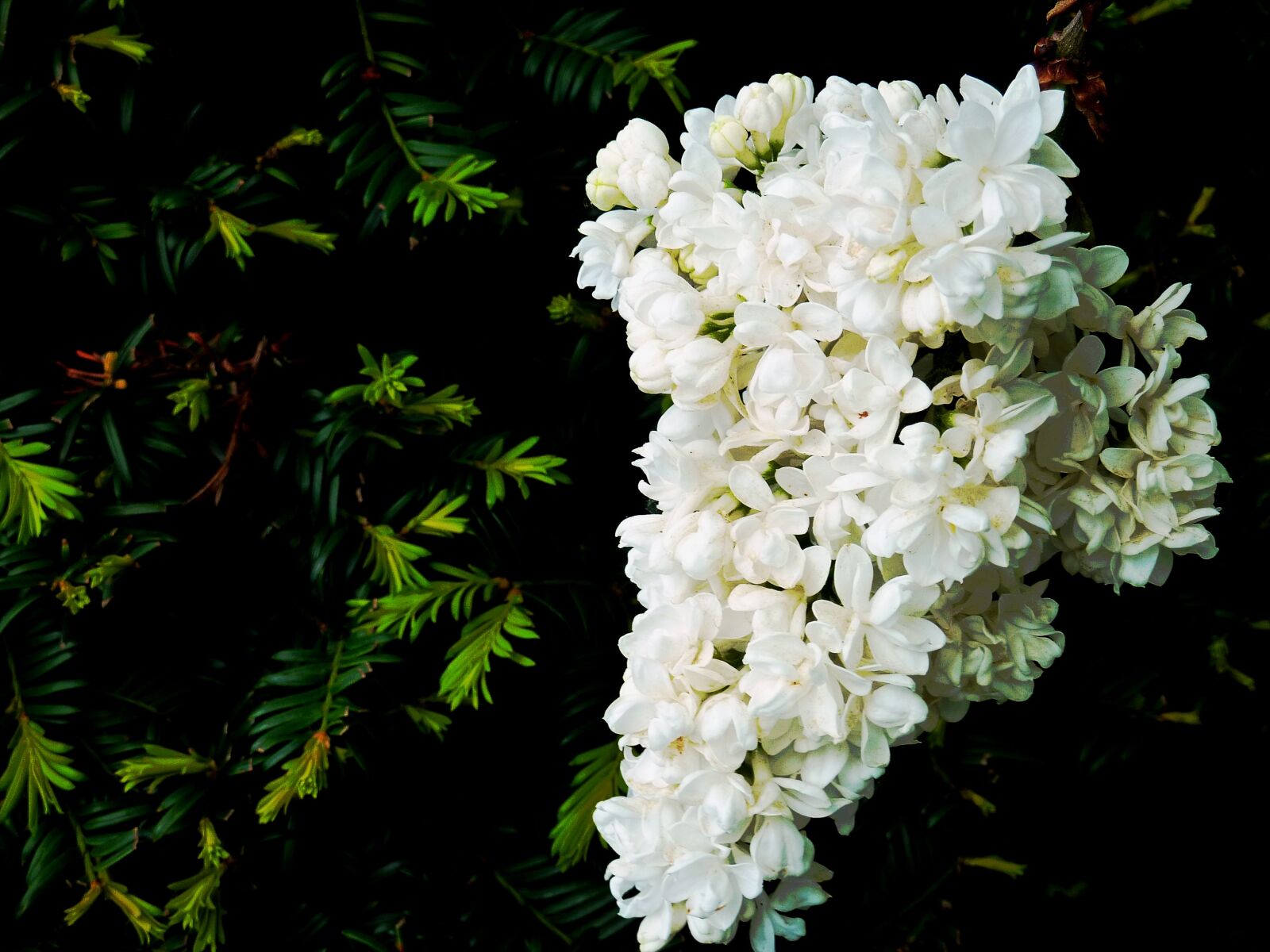 Panasonic DMC-TZ7 sample photo. Flowers, lilac, spring photography