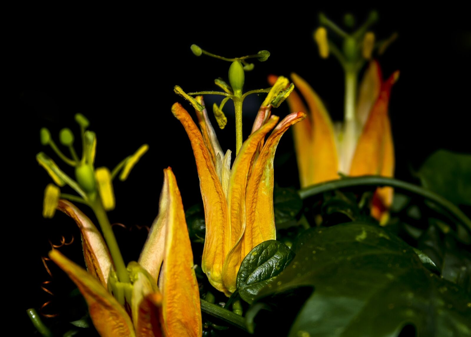 Canon EF-S 18-55mm F3.5-5.6 II sample photo. Passiflora, blossom, bloom photography