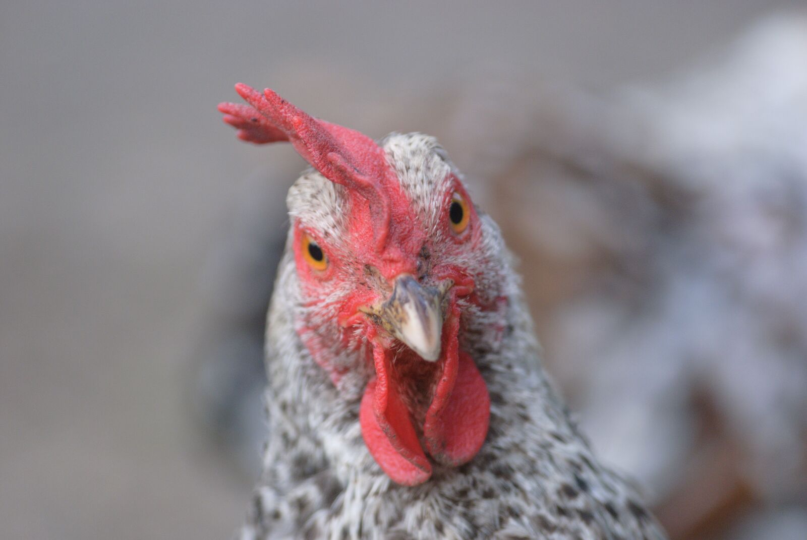 Nikon D80 sample photo. Pen, backyard, hen photography