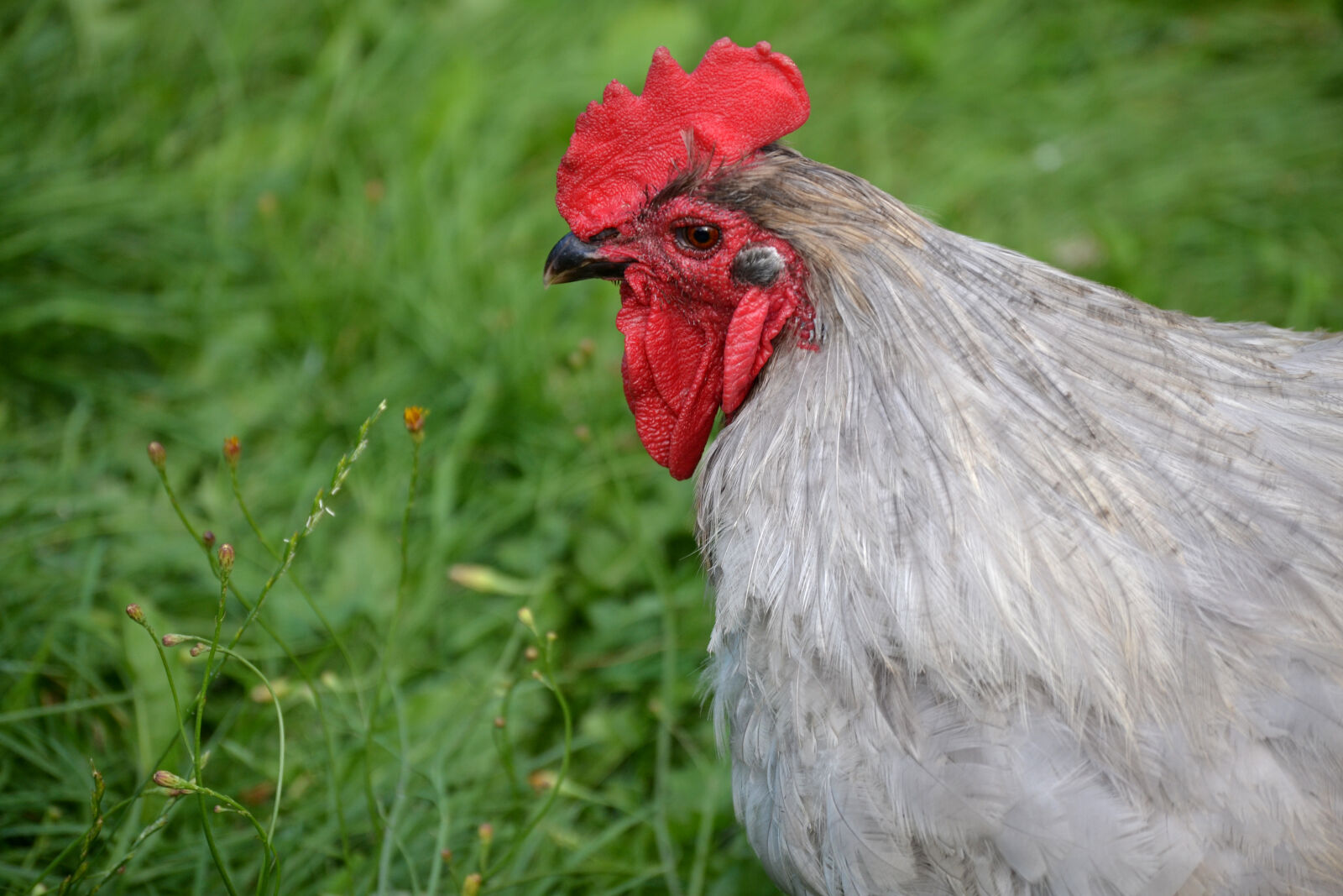 Nikon D3100 sample photo. Backyard, chicken, rooster photography