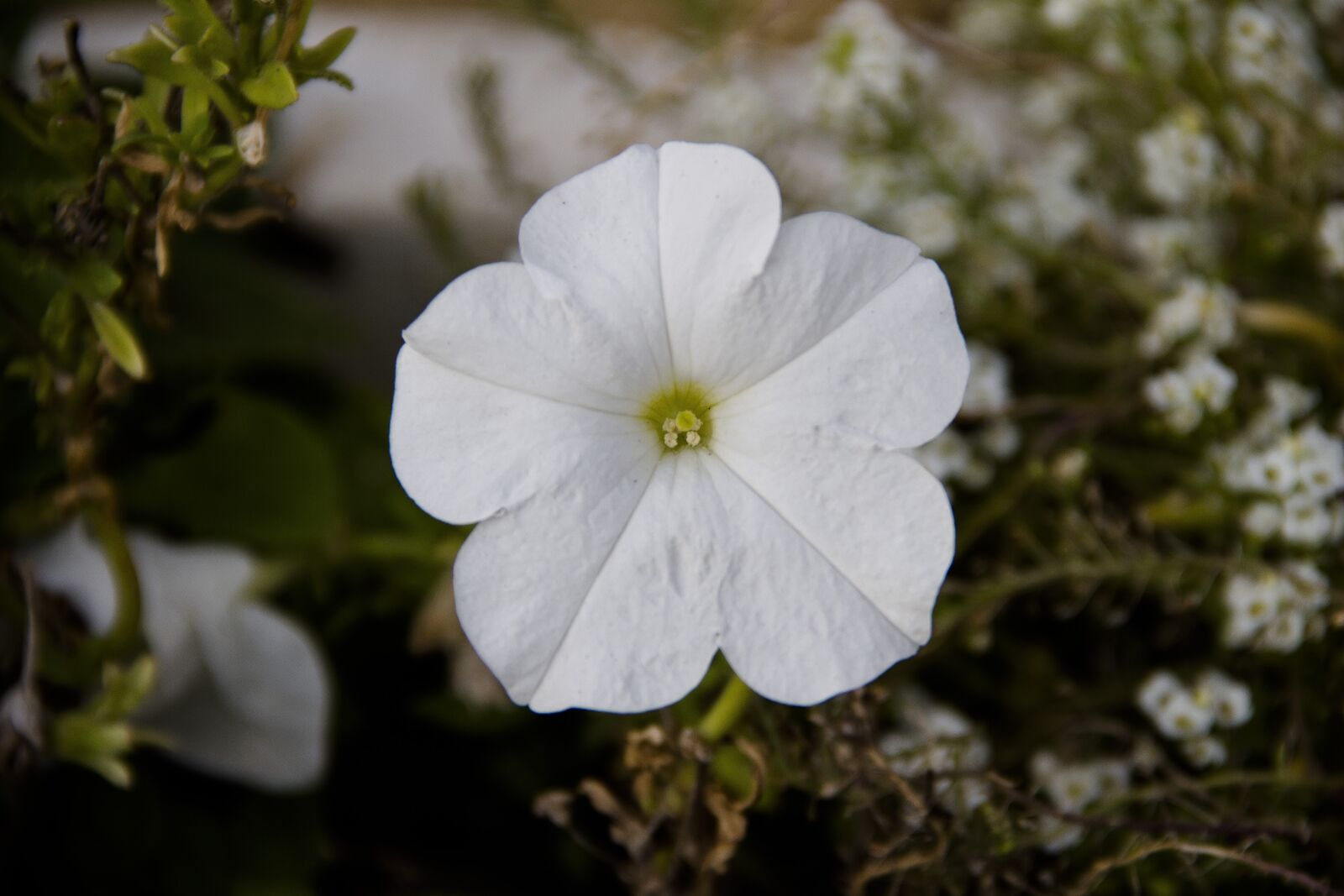Canon EOS 650D (EOS Rebel T4i / EOS Kiss X6i) sample photo. Macro, flower, bloom photography