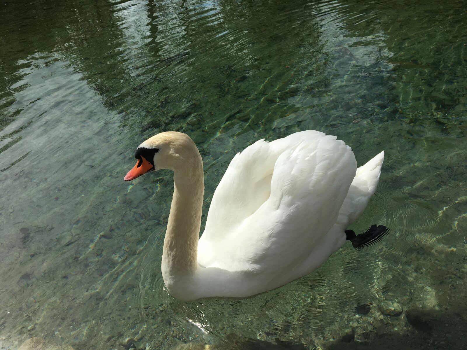Apple iPhone 6s sample photo. Swan, water, lake photography
