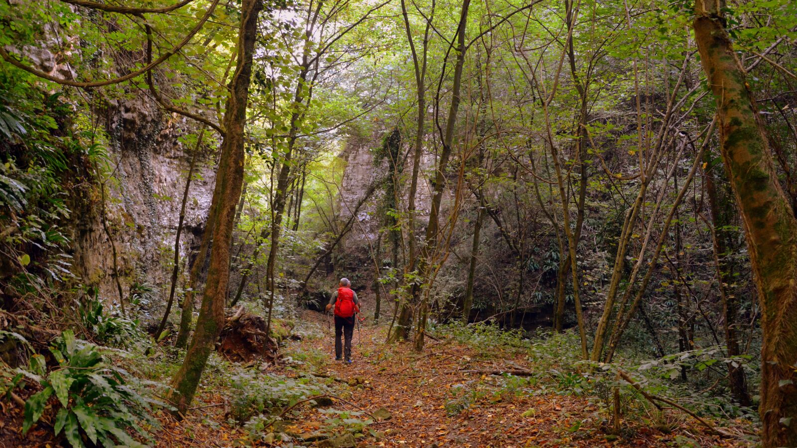 Nikon D7100 sample photo. Excursion, forest, trail photography
