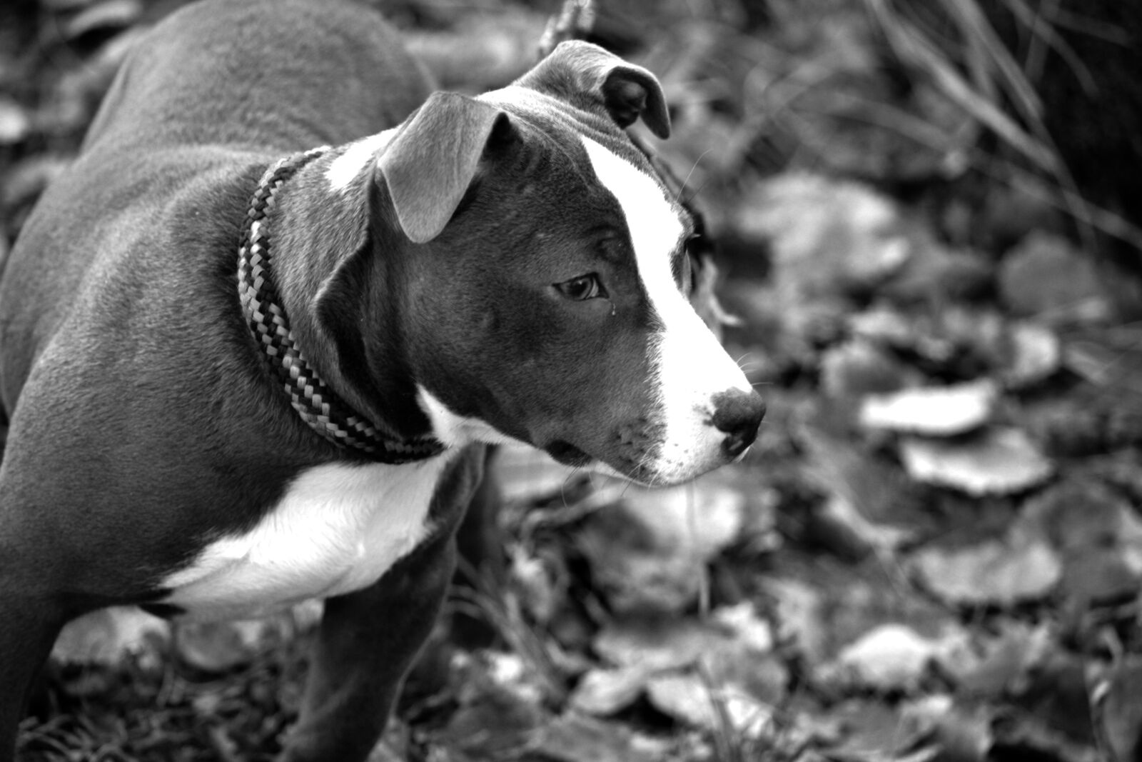 Nikon D3100 sample photo. Dog, american staffordshire, terrier photography