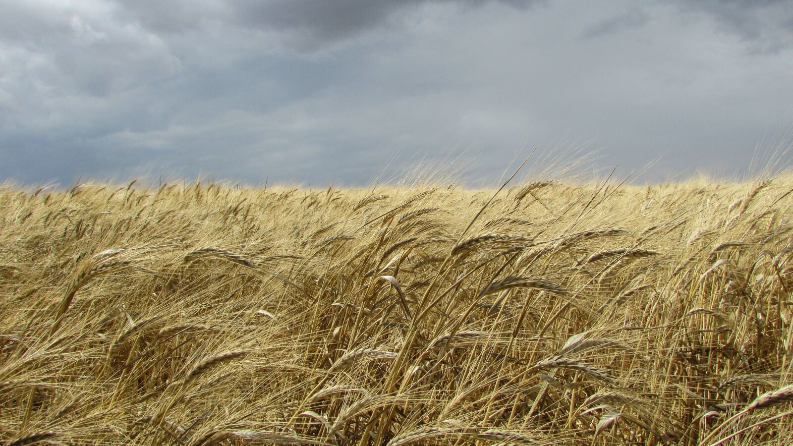 Canon PowerShot SX400 IS sample photo. Wheat field, field, golden photography
