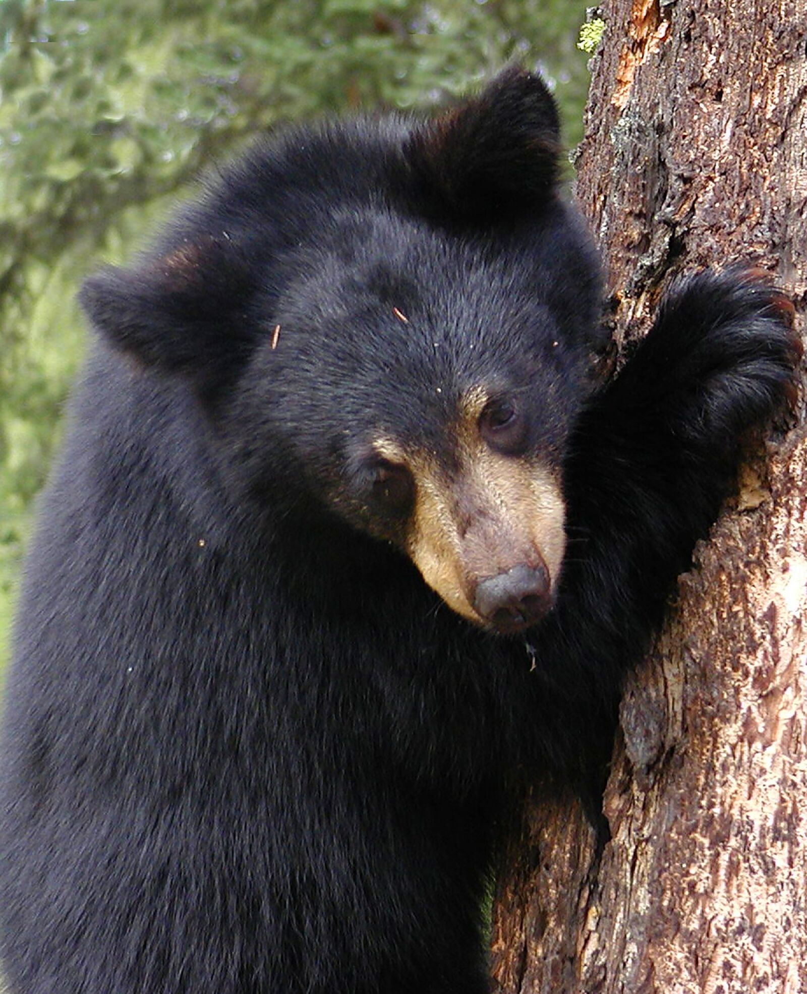 Olympus C2100UZ sample photo. Bear cub, bear, tree photography