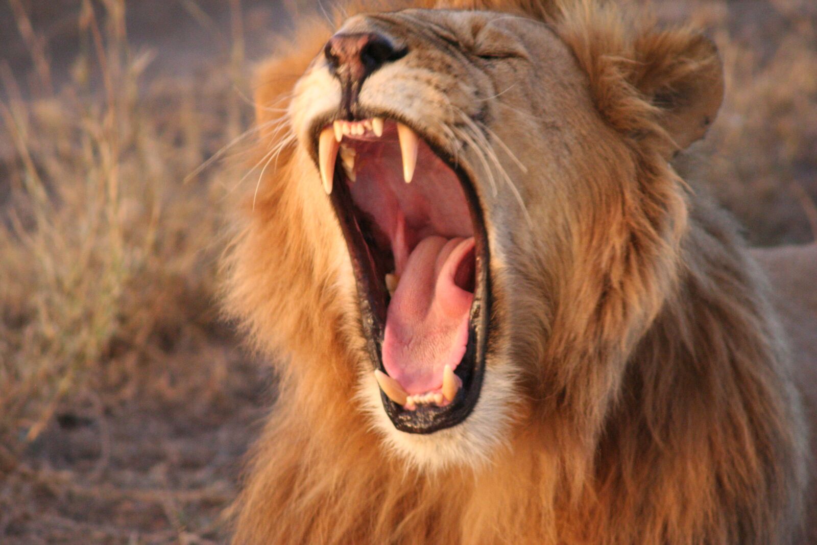 Canon EOS 350D (EOS Digital Rebel XT / EOS Kiss Digital N) sample photo. Yawning lion, kenya, africa photography