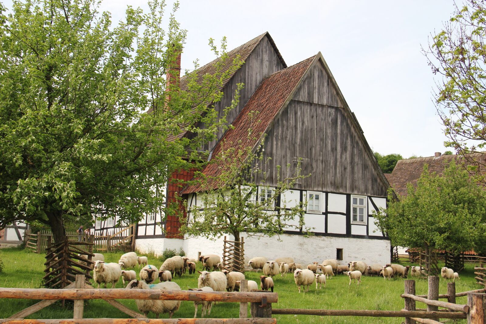 Canon EOS 550D (EOS Rebel T2i / EOS Kiss X4) sample photo. Farm, sheep, flock of photography