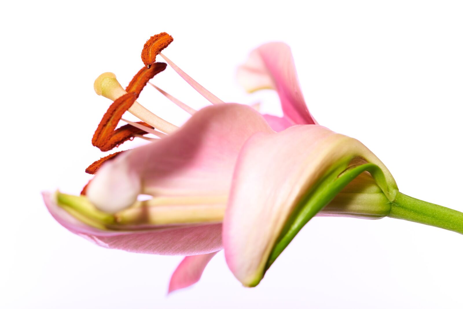 Nikon D750 sample photo. Lily, macro, blossom photography