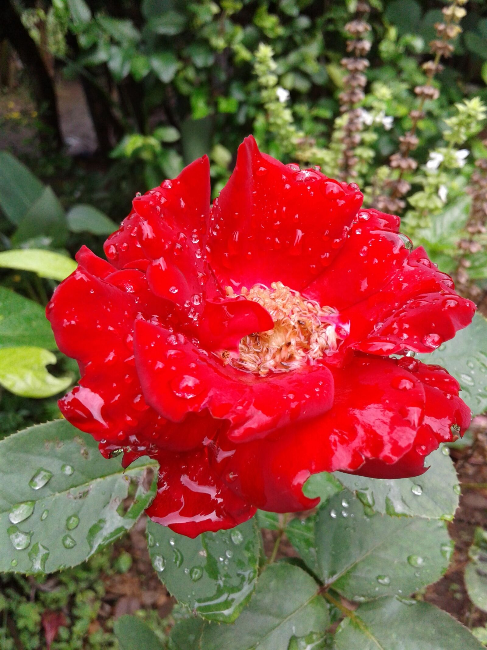 Samsung Galaxy J2 sample photo. Flower, nature, red photography