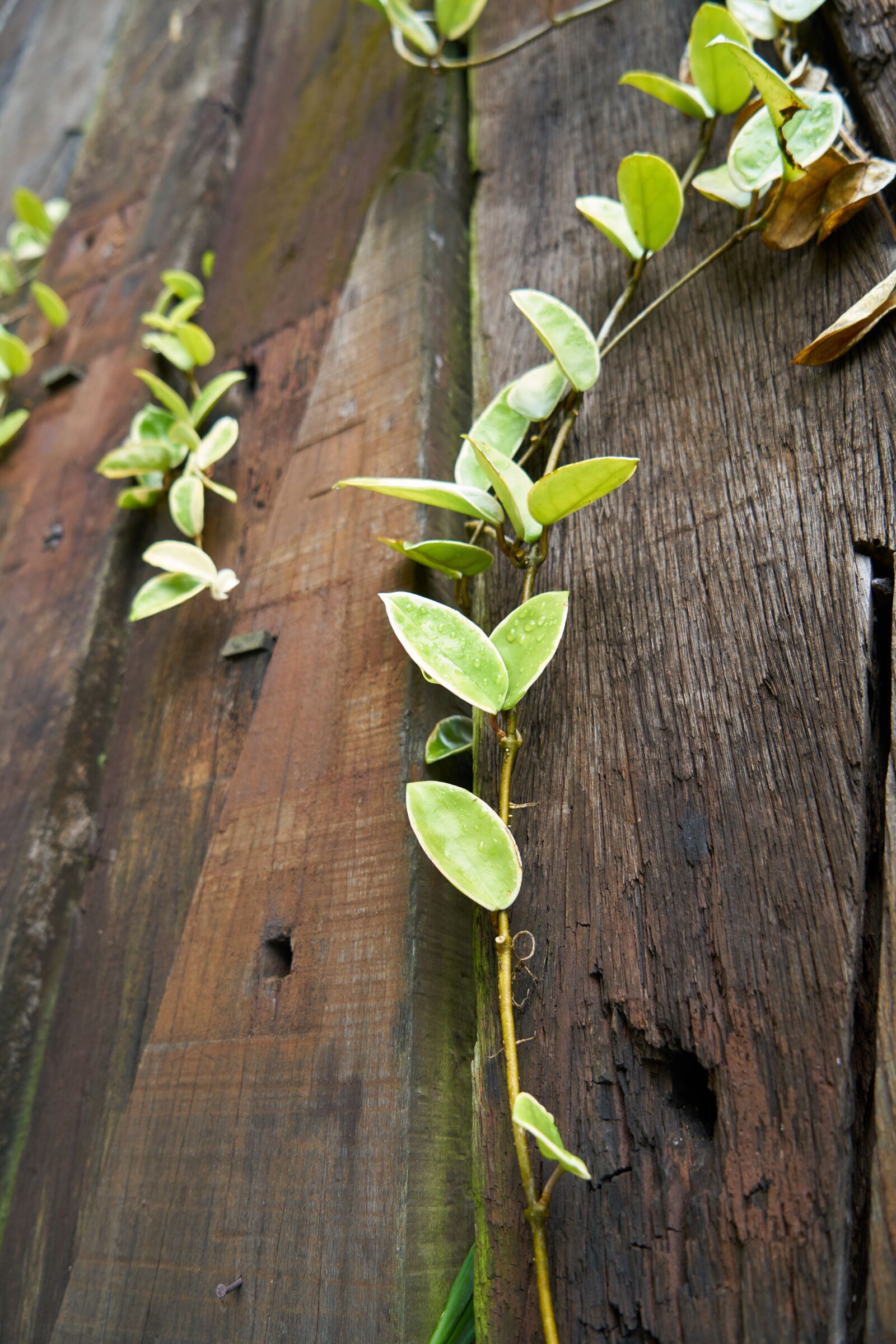 Sony a7R II sample photo. Texture, wood, plant photography