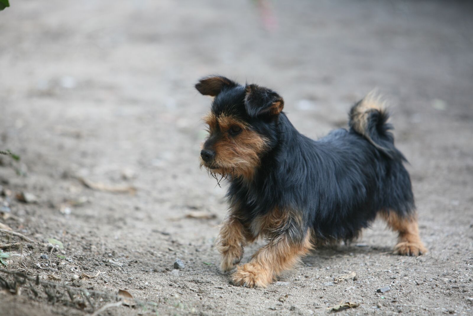 Canon EOS 5D sample photo. Dog, animal, pet photography