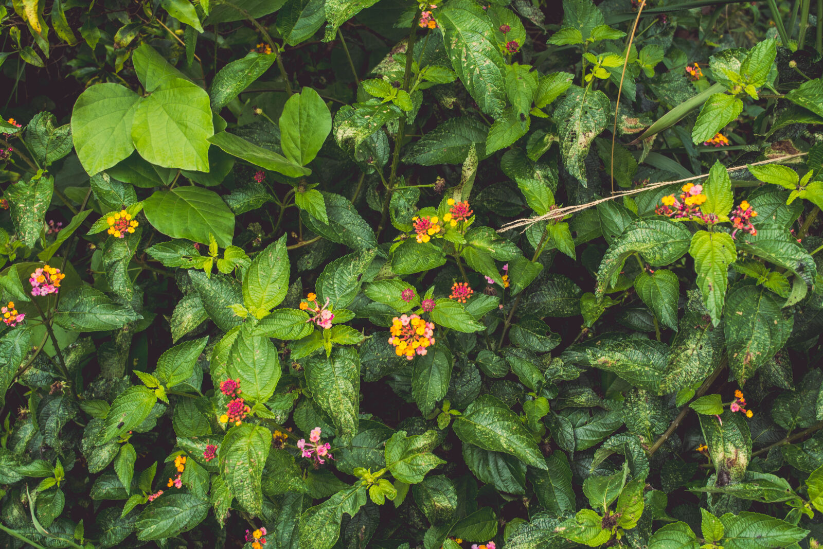 Nikon D5200 sample photo