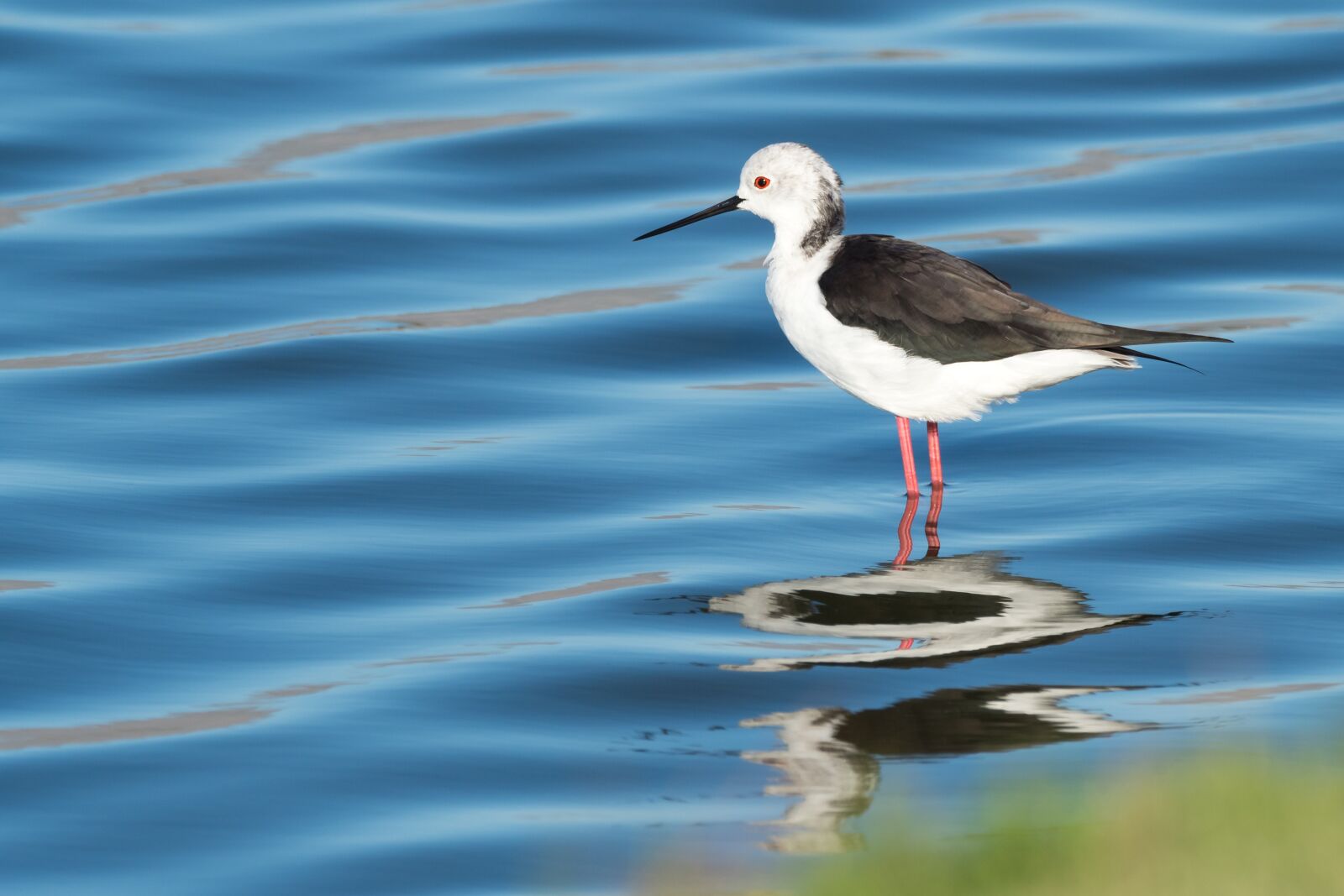 M.300mm F4.0 + MC-14 sample photo. Black-winged stilt, bird, seabird photography