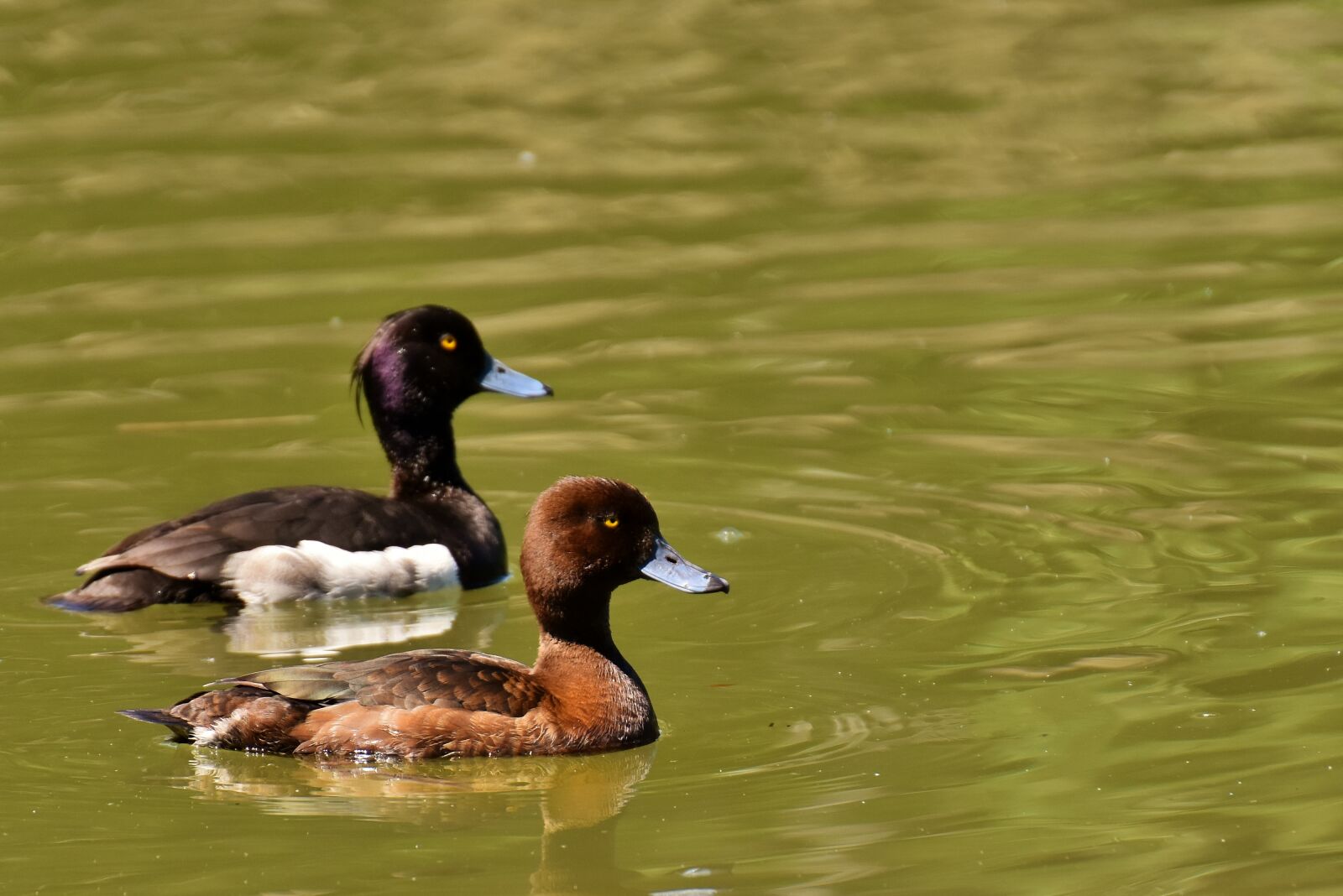 Nikon D7200 sample photo. Row pension, blue beak photography