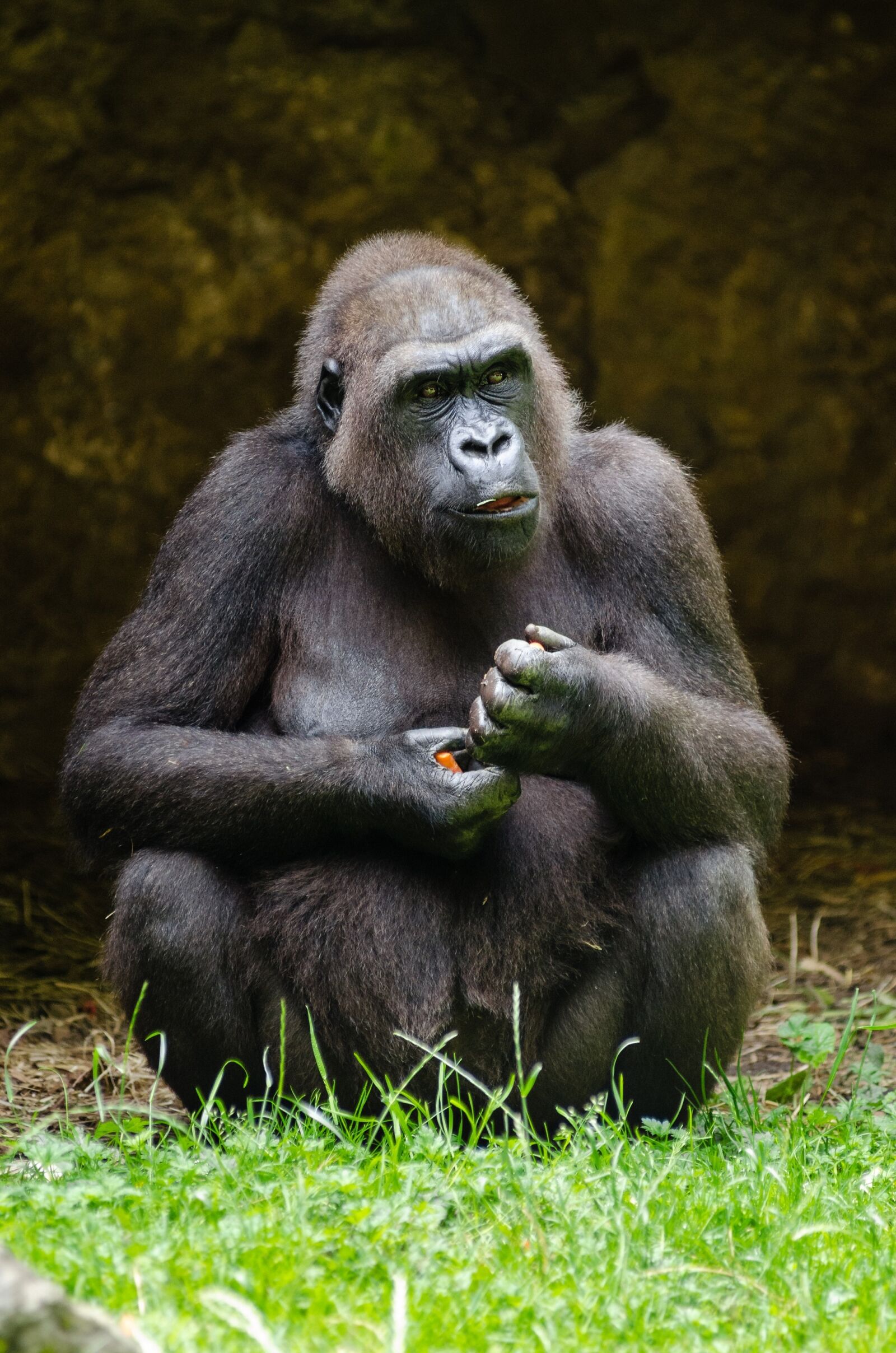 Nikon D7000 sample photo. Gorilla, sitting, thoughtful photography