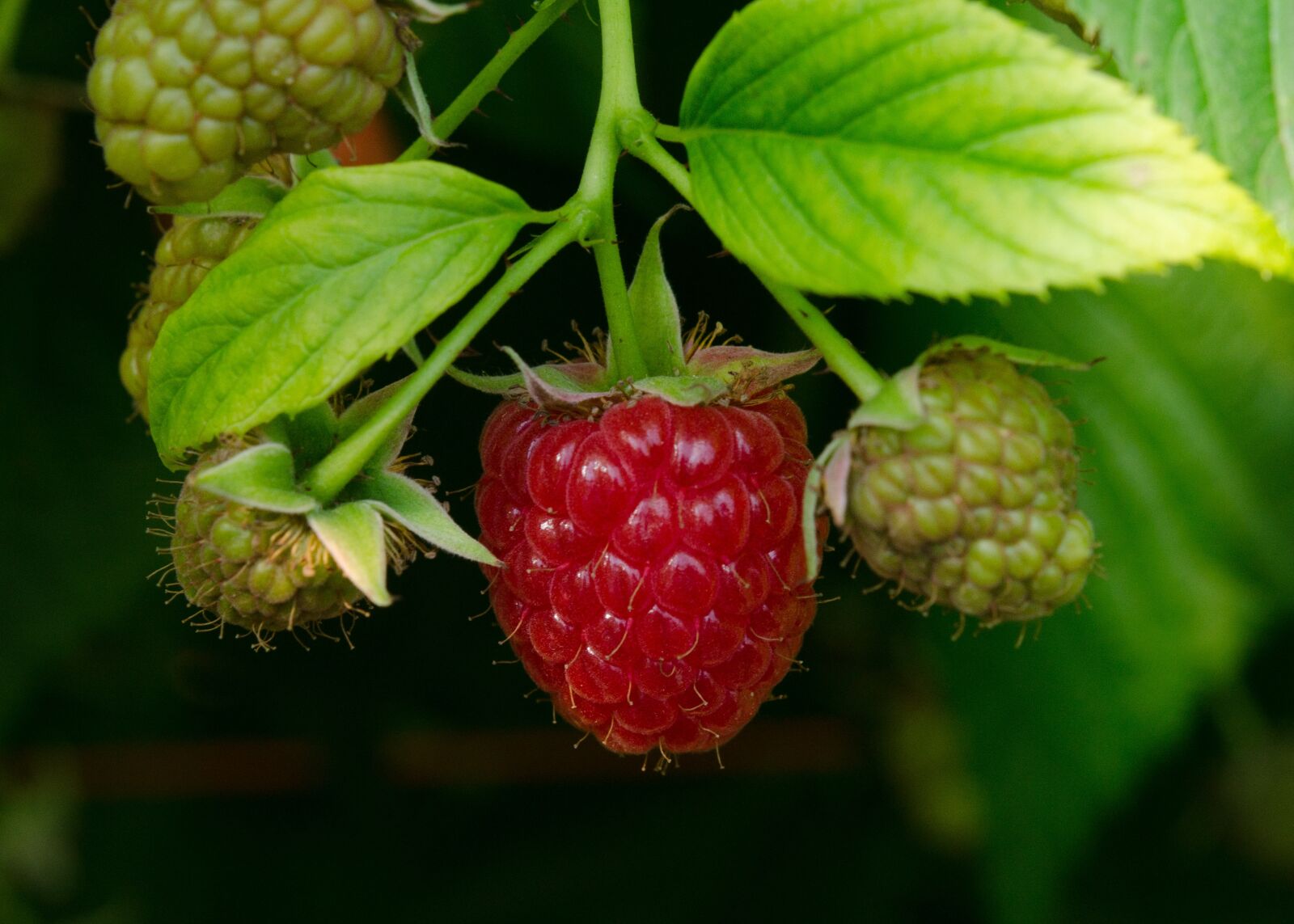 Nikon D7000 sample photo. Raspberry, raspberries, fruits photography