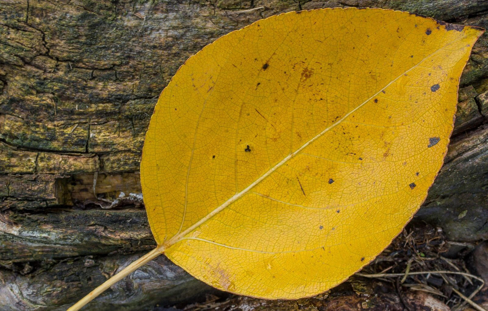 Canon EF 50mm F2.5 Macro sample photo. Leaf, yellow, autumn photography