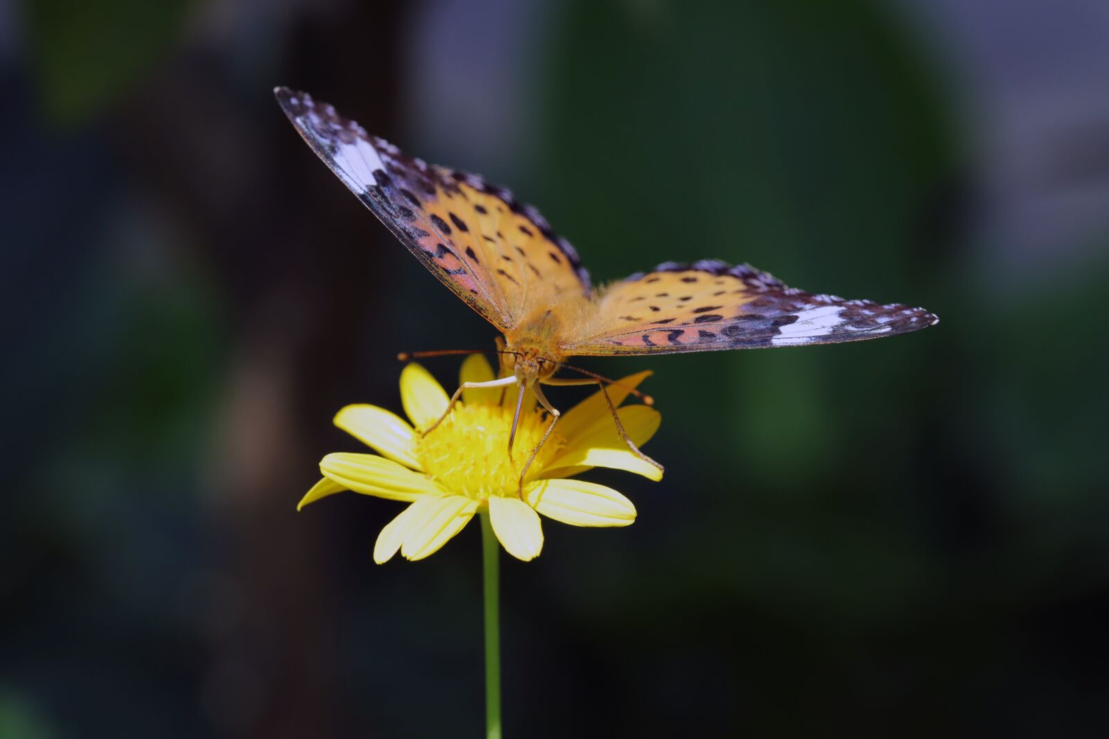 Canon EOS 6D Mark II sample photo. Butterfly, insects, nature photography