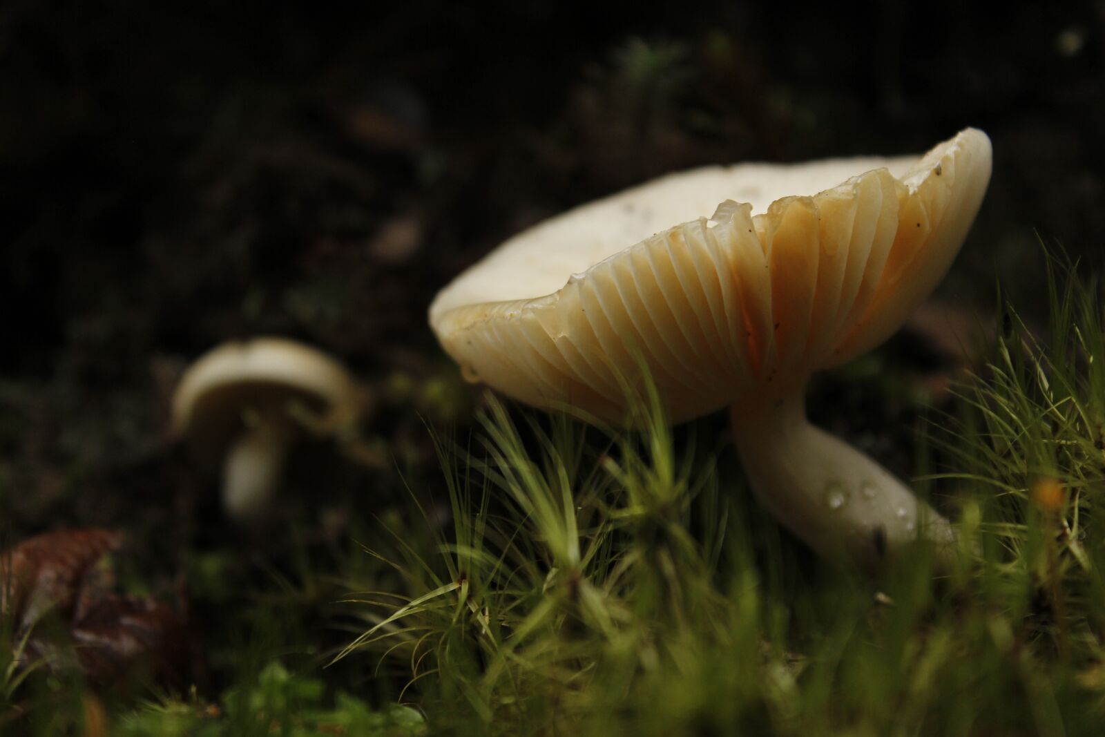 Canon EOS 600D (Rebel EOS T3i / EOS Kiss X5) sample photo. Mushrooms, nature, rain photography