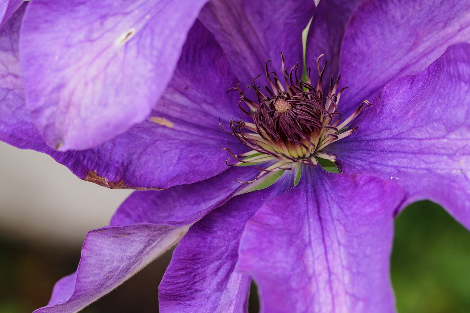 Olympus M.Zuiko Digital ED 60mm F2.8 Macro sample photo. Clematis, flower, purple photography