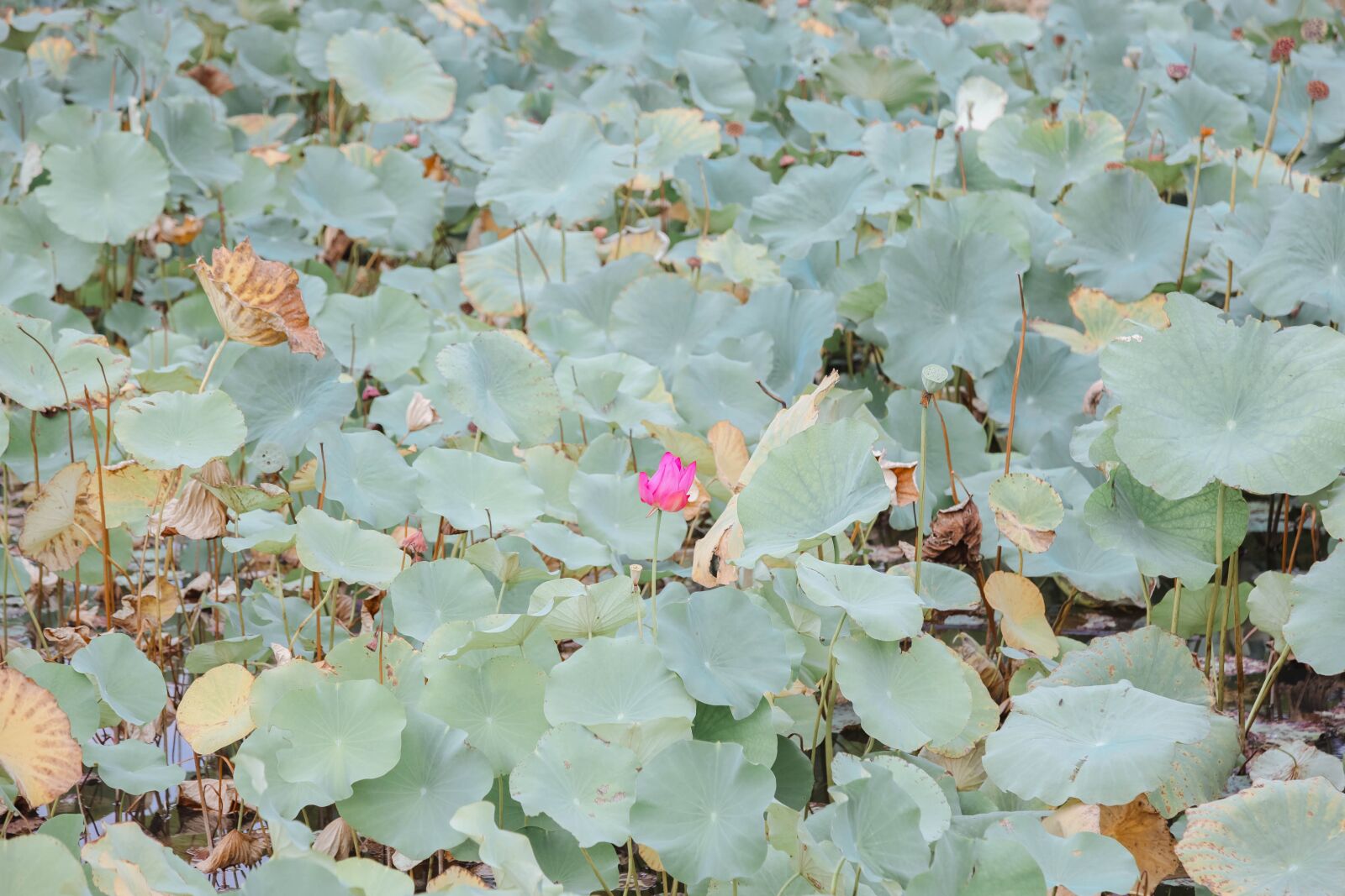 Canon EOS 5D Mark II + Canon EF 24-105mm F4L IS USM sample photo. Lotus, lotus leaf, pond photography