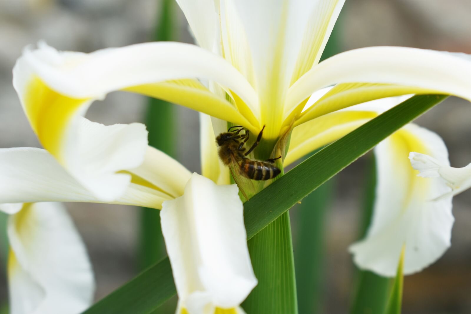 Nikon D3400 sample photo. Bee, pollen, plant photography