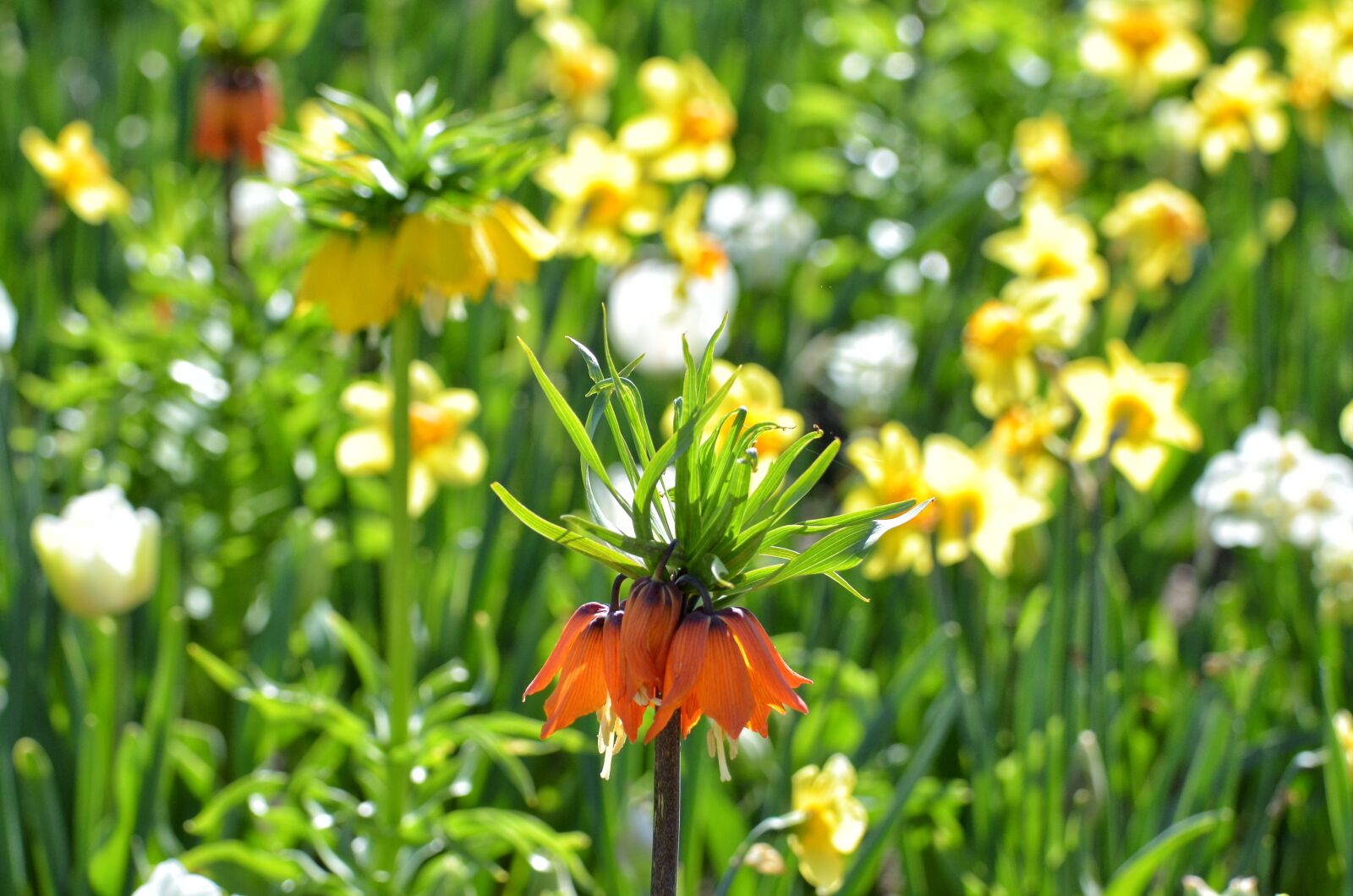 Nikon D7000 sample photo. Imperial crown, spring, flower photography