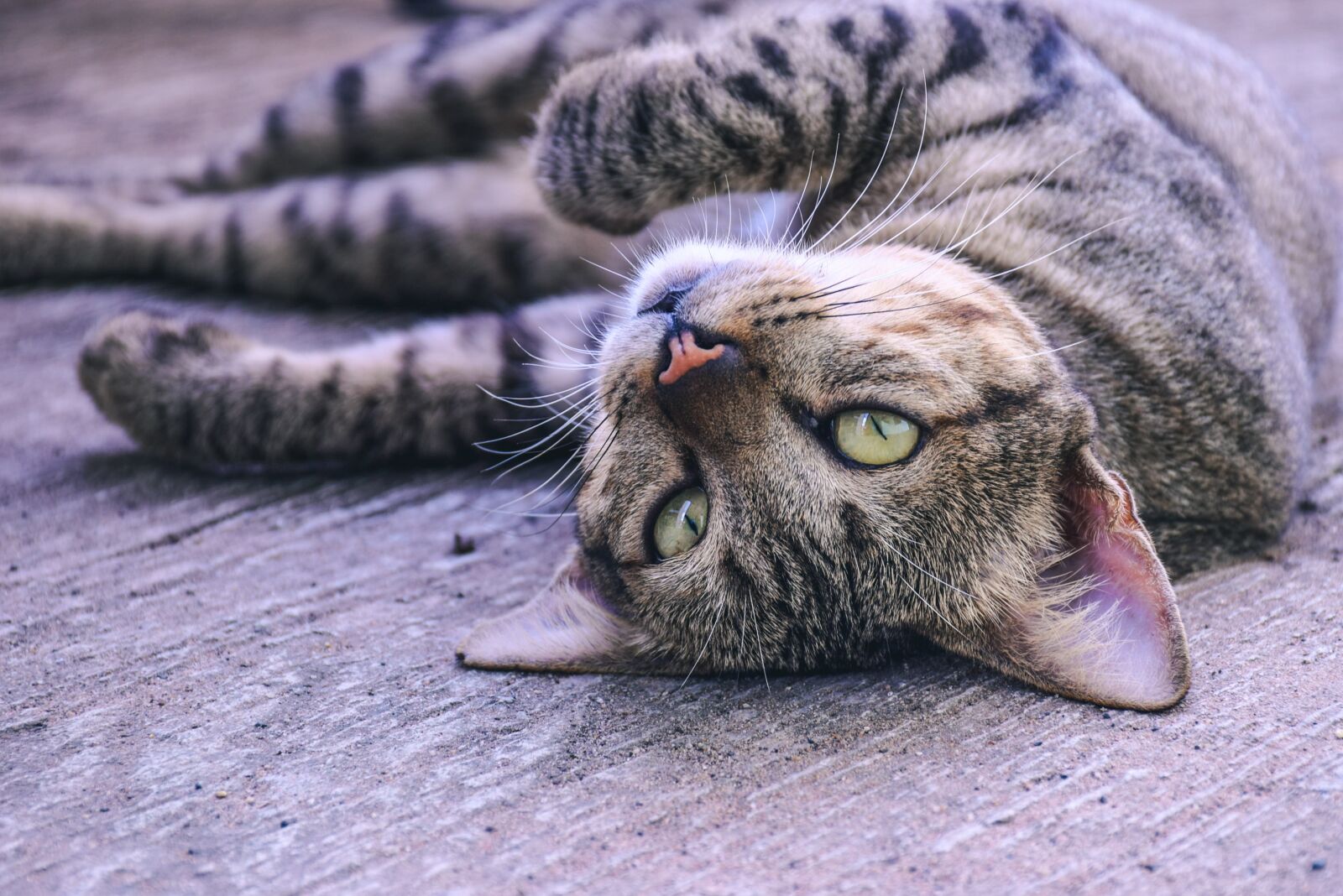 Nikon D5300 sample photo. Cat, pets, cute photography