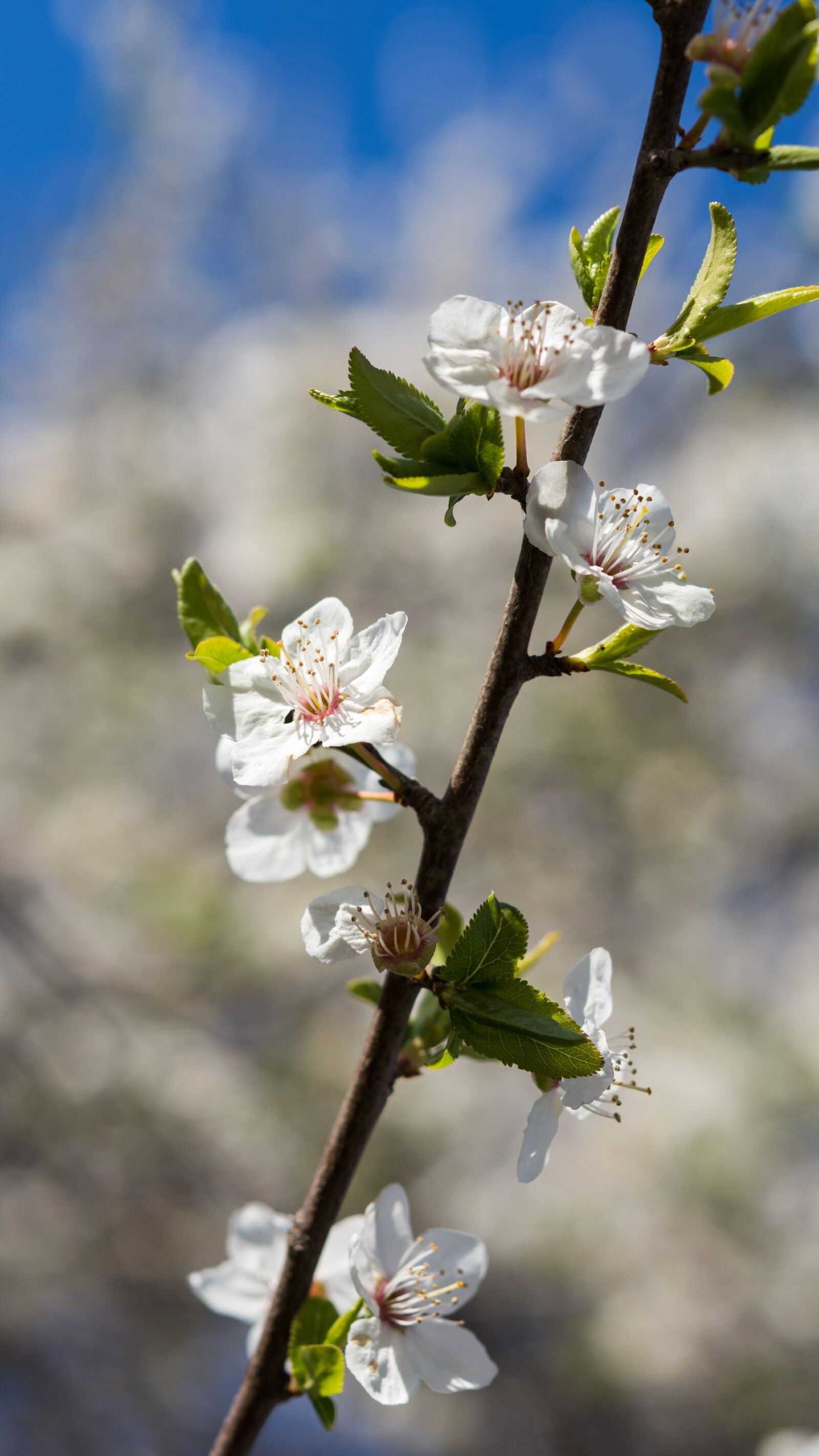 Nikon D7200 sample photo. Nature, flowers, cherry photography
