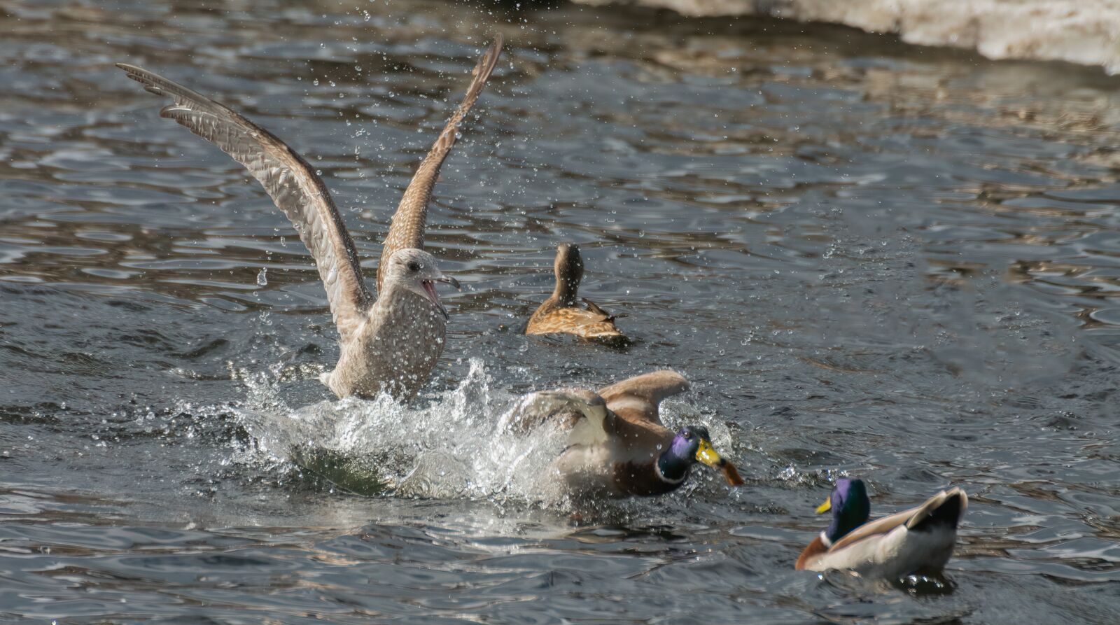 Nikon D7100 sample photo. Mallard, seagull, duck photography