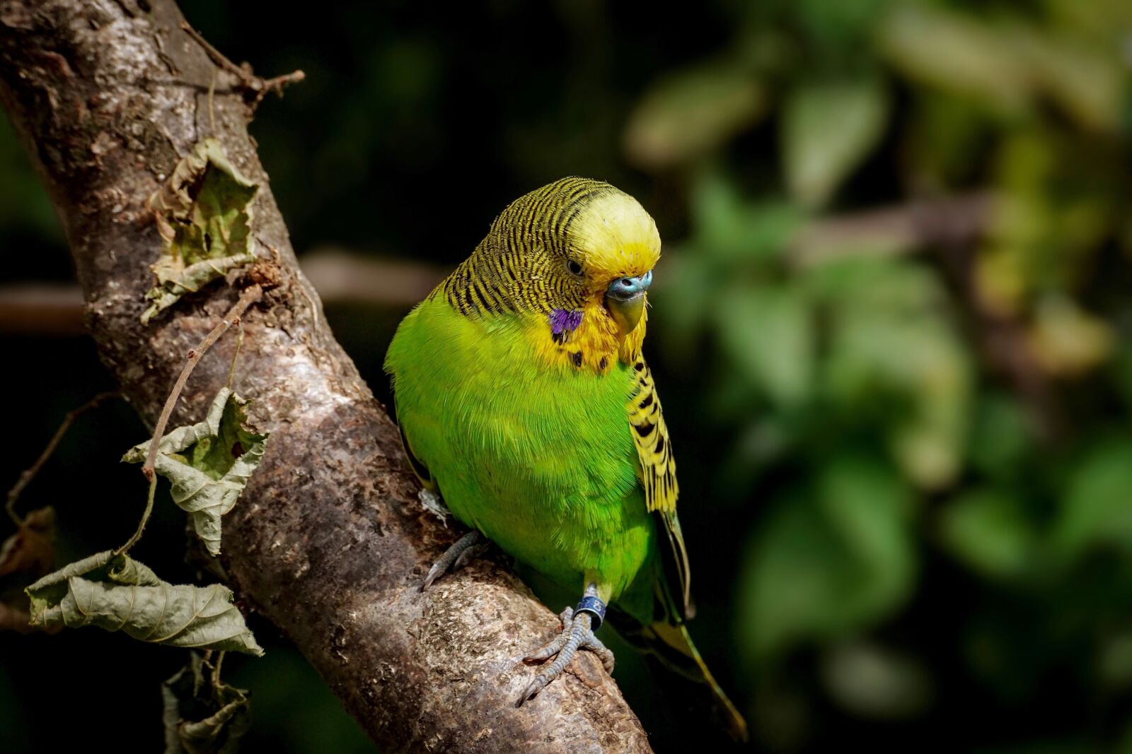 Sony DT 55-300mm F4.5-5.6 SAM sample photo. Budgie, birds, ziervogel photography