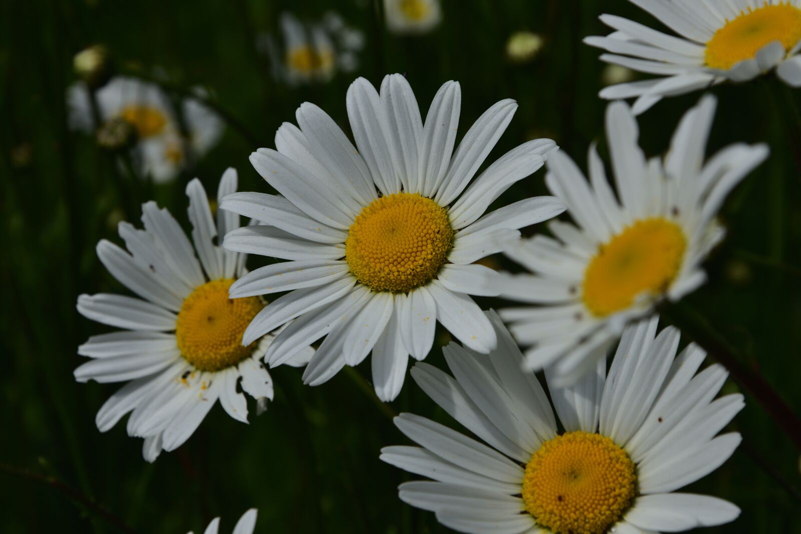 Nikon D3400 sample photo. Daisy, spring, flower photography