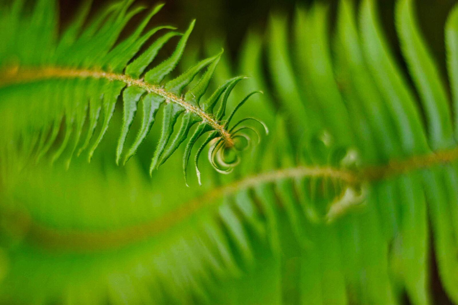 Canon EOS 20D sample photo. Ferns, green, plant photography
