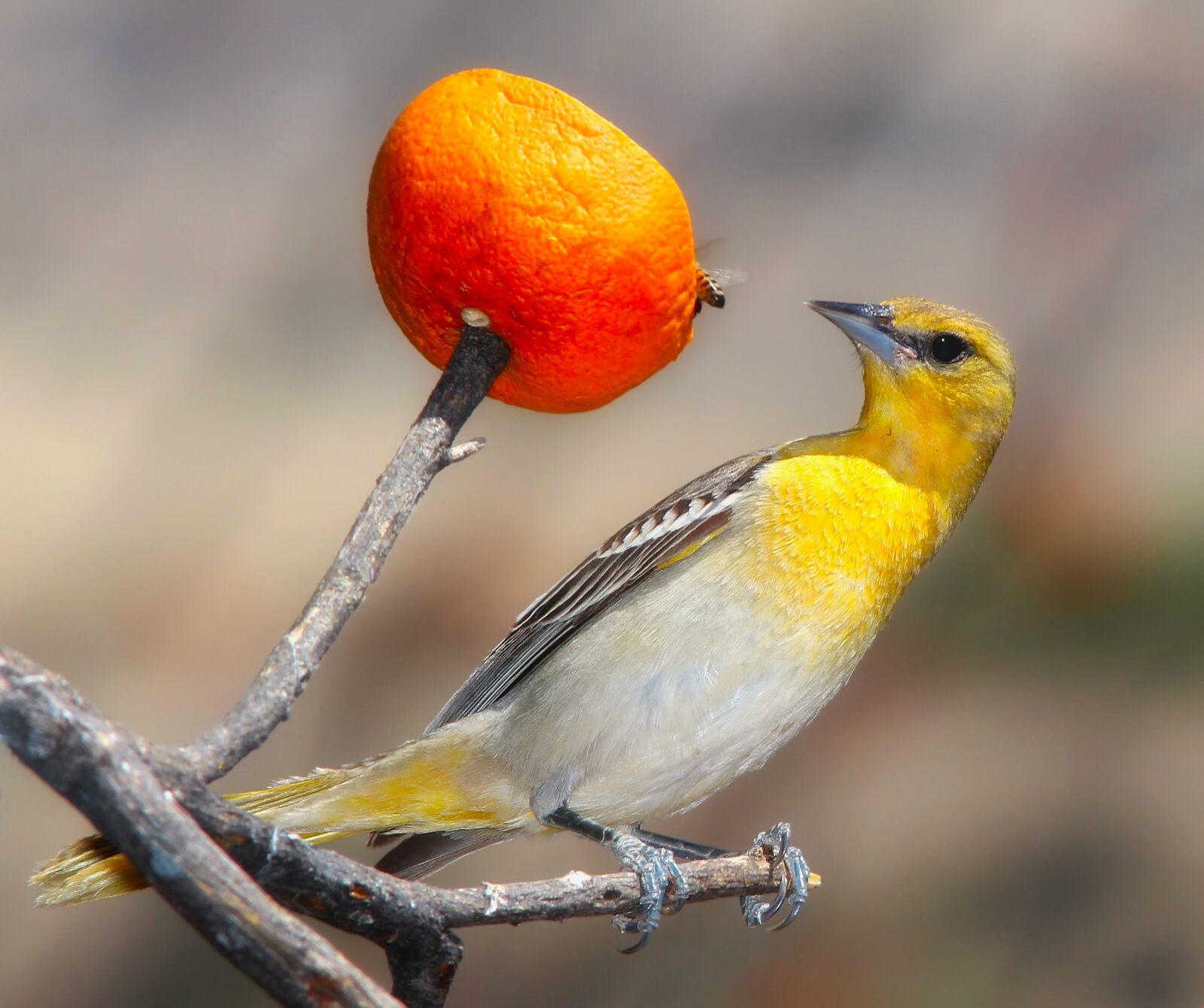 Canon EF 300mm F4L IS USM sample photo. Oriole, bird, wildlife photography