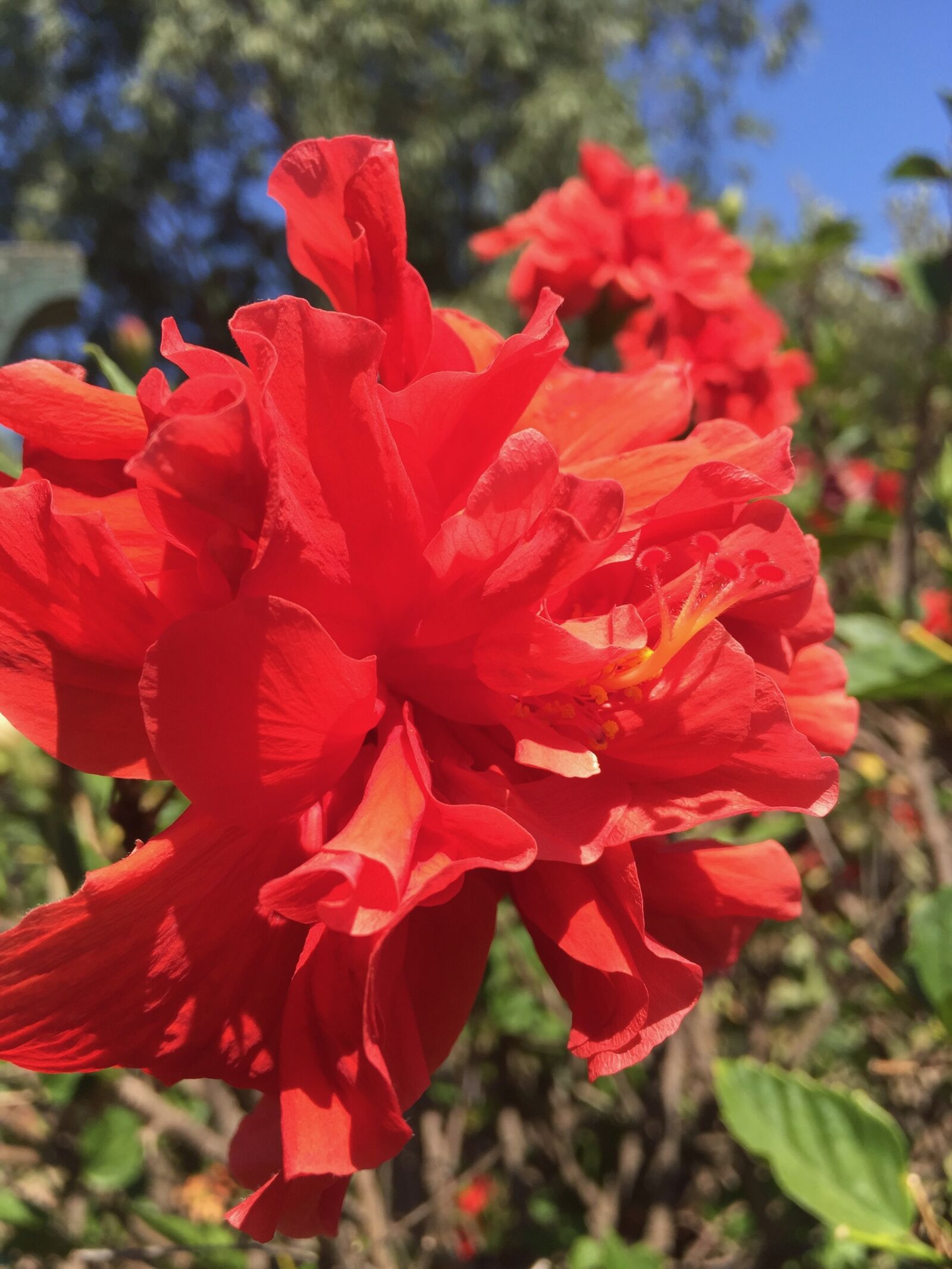 Apple iPhone 6 sample photo. Hybiscus, red, flower photography