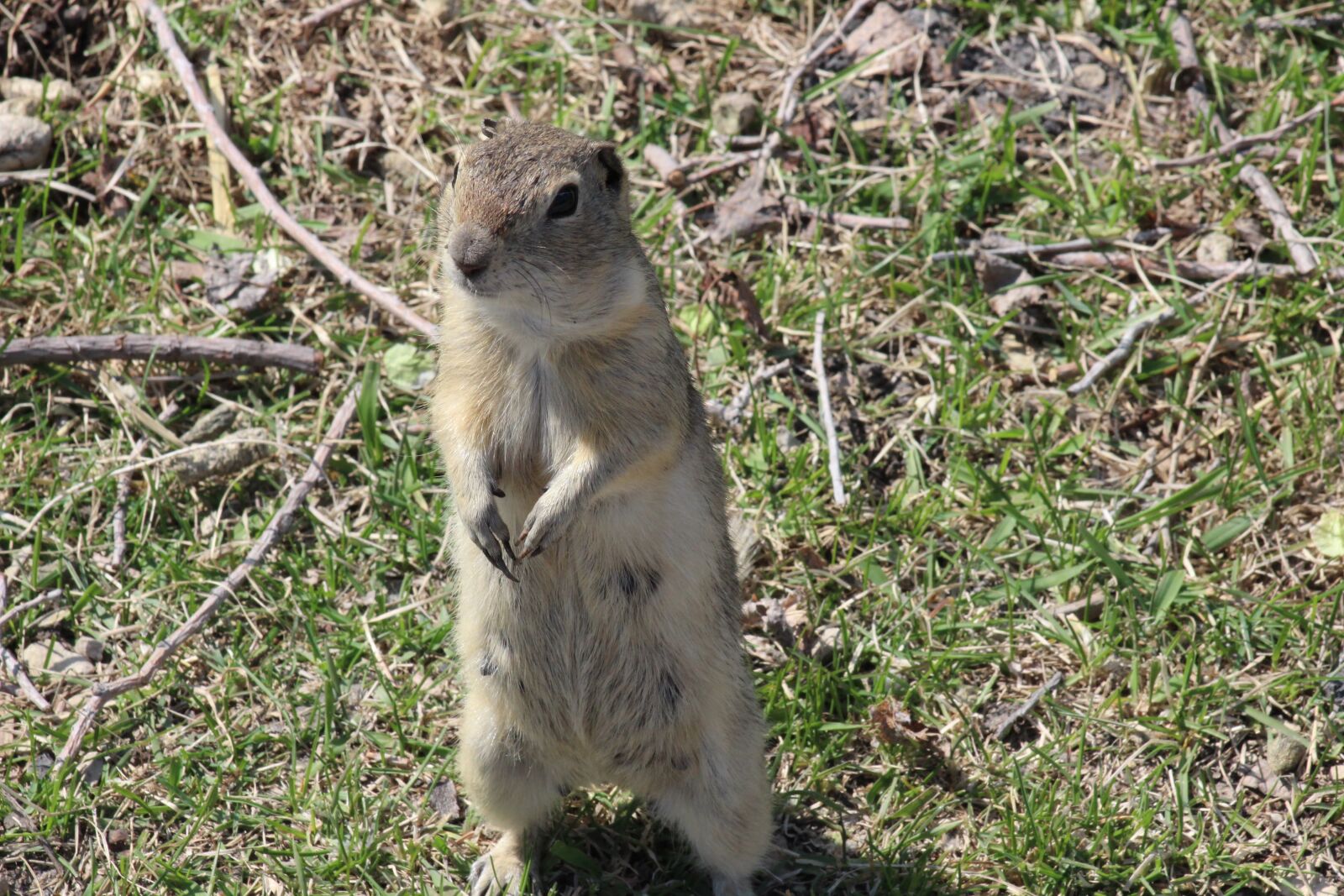 Canon EF 75-300mm f/4-5.6 sample photo. Gopher, richardson ground squirrel photography