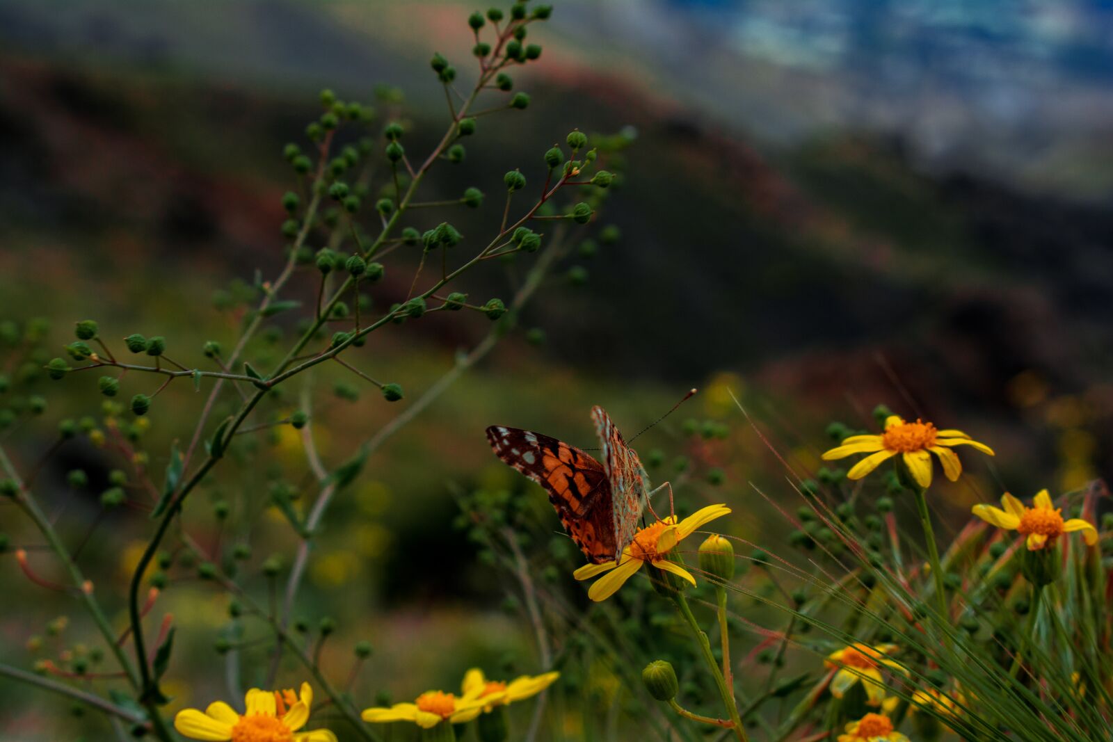 Nikon D5200 sample photo. Macro, butterfly, nature photography