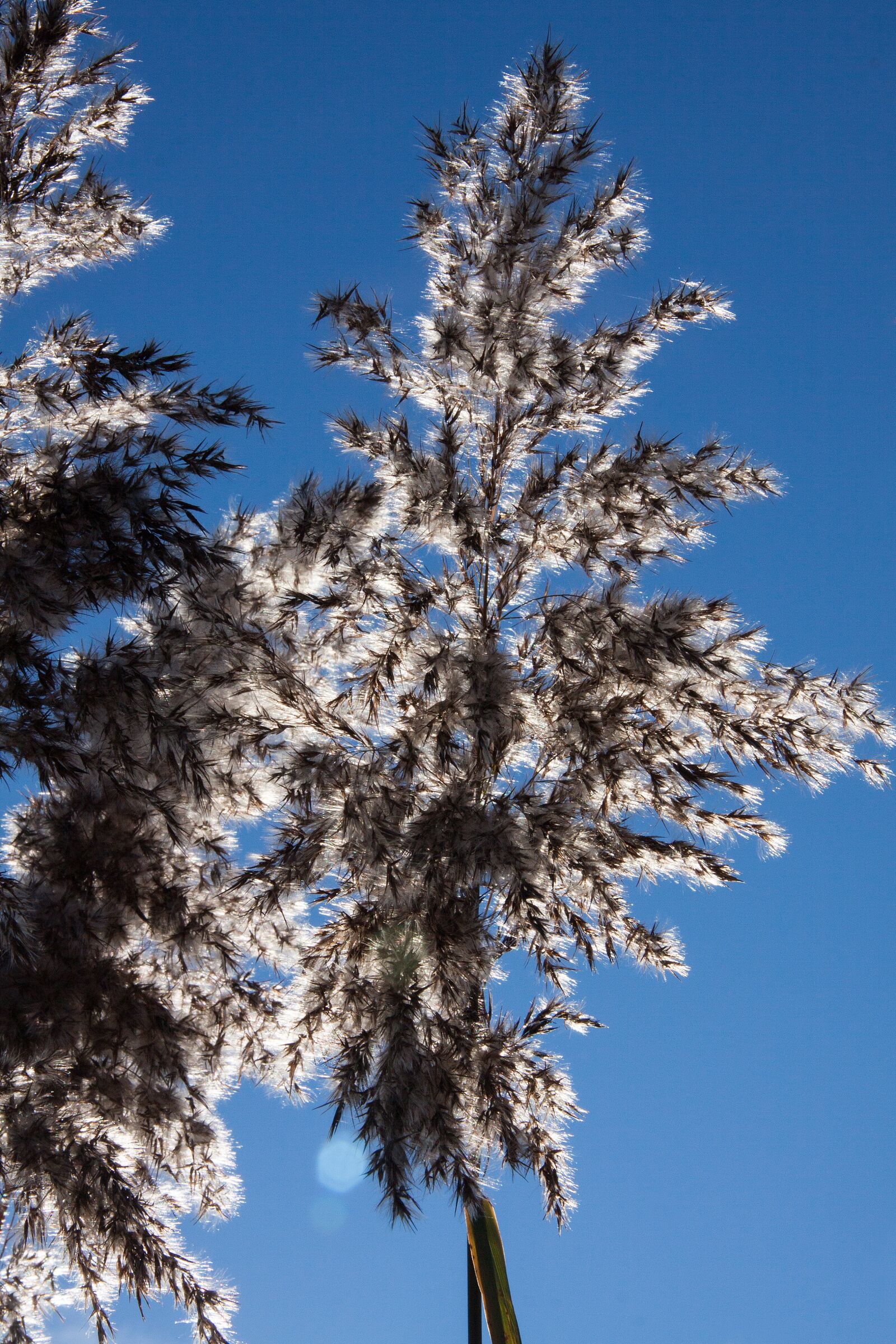 Canon EOS 50D sample photo. Reed, phragmites australis, grass photography