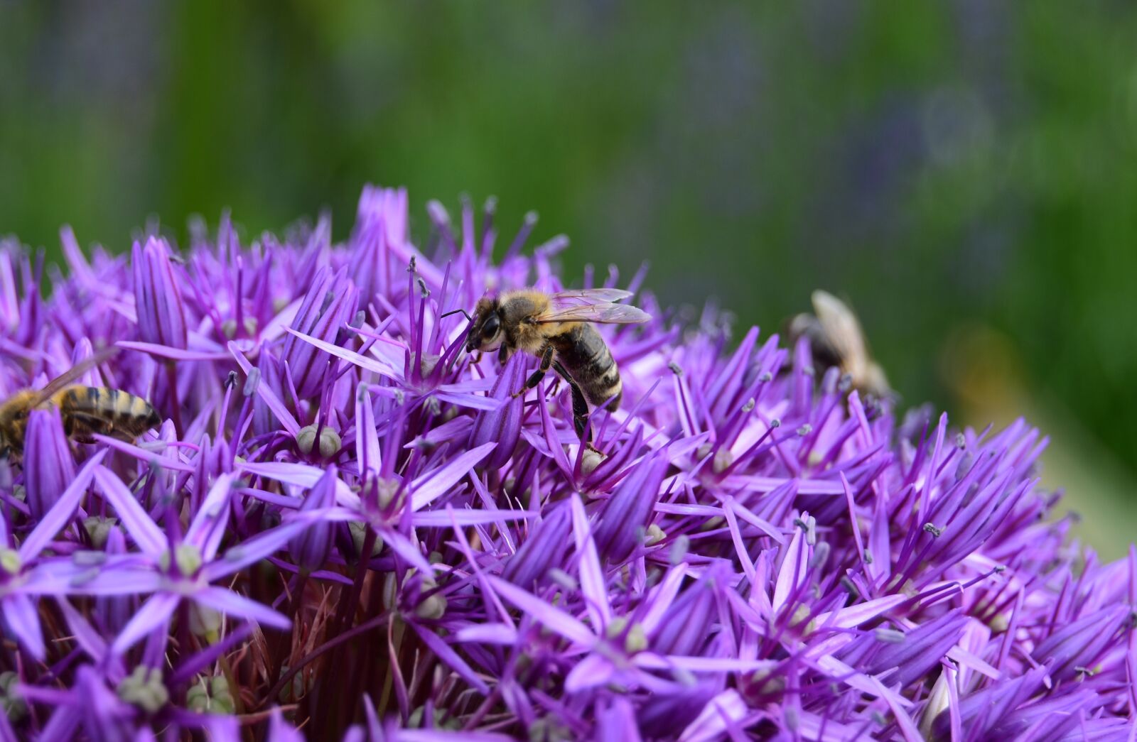 Nikon D5600 sample photo. Bee, spring, nature photography
