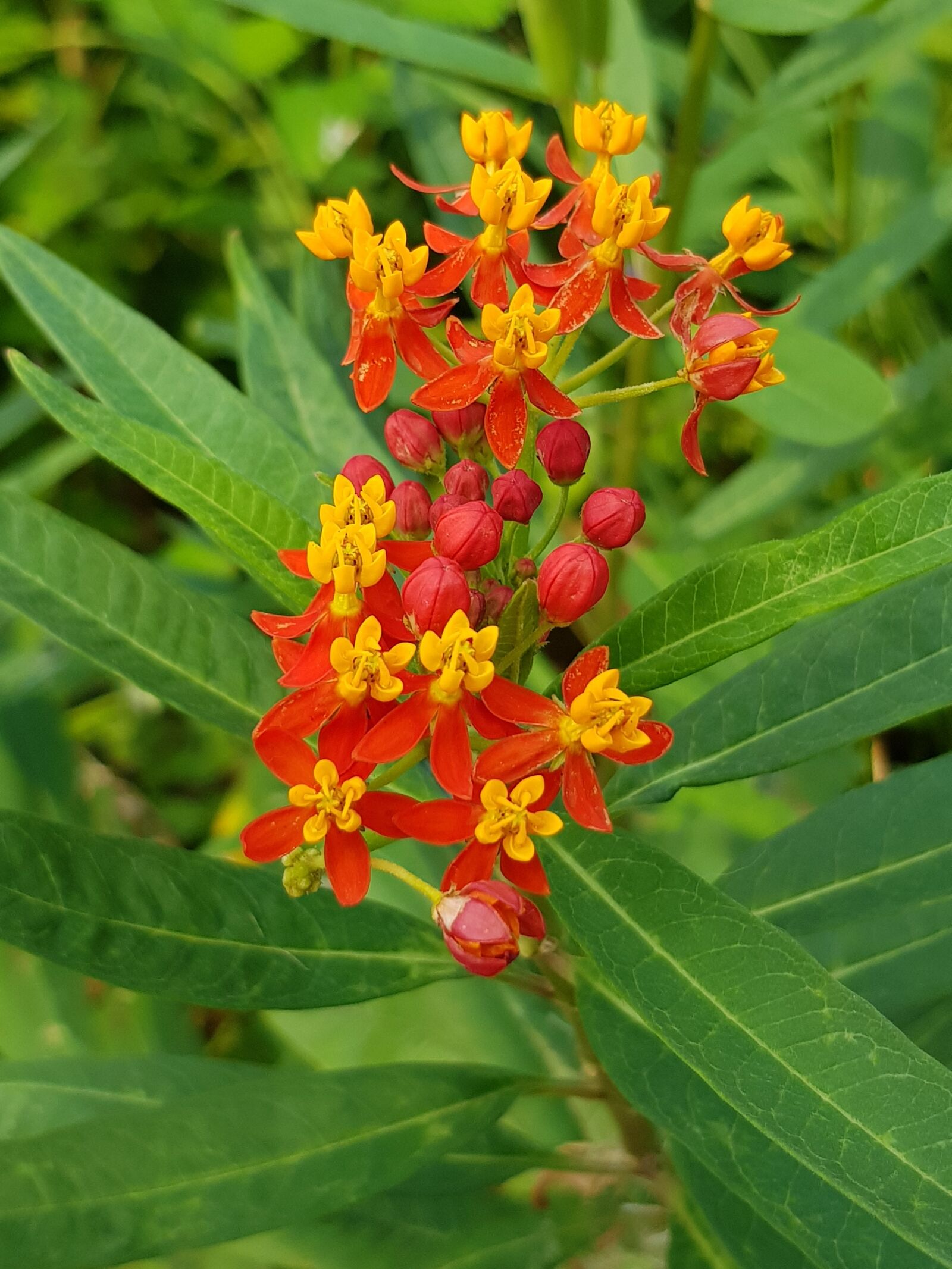 Samsung Galaxy S8 sample photo. Flower, beauty, tropical photography