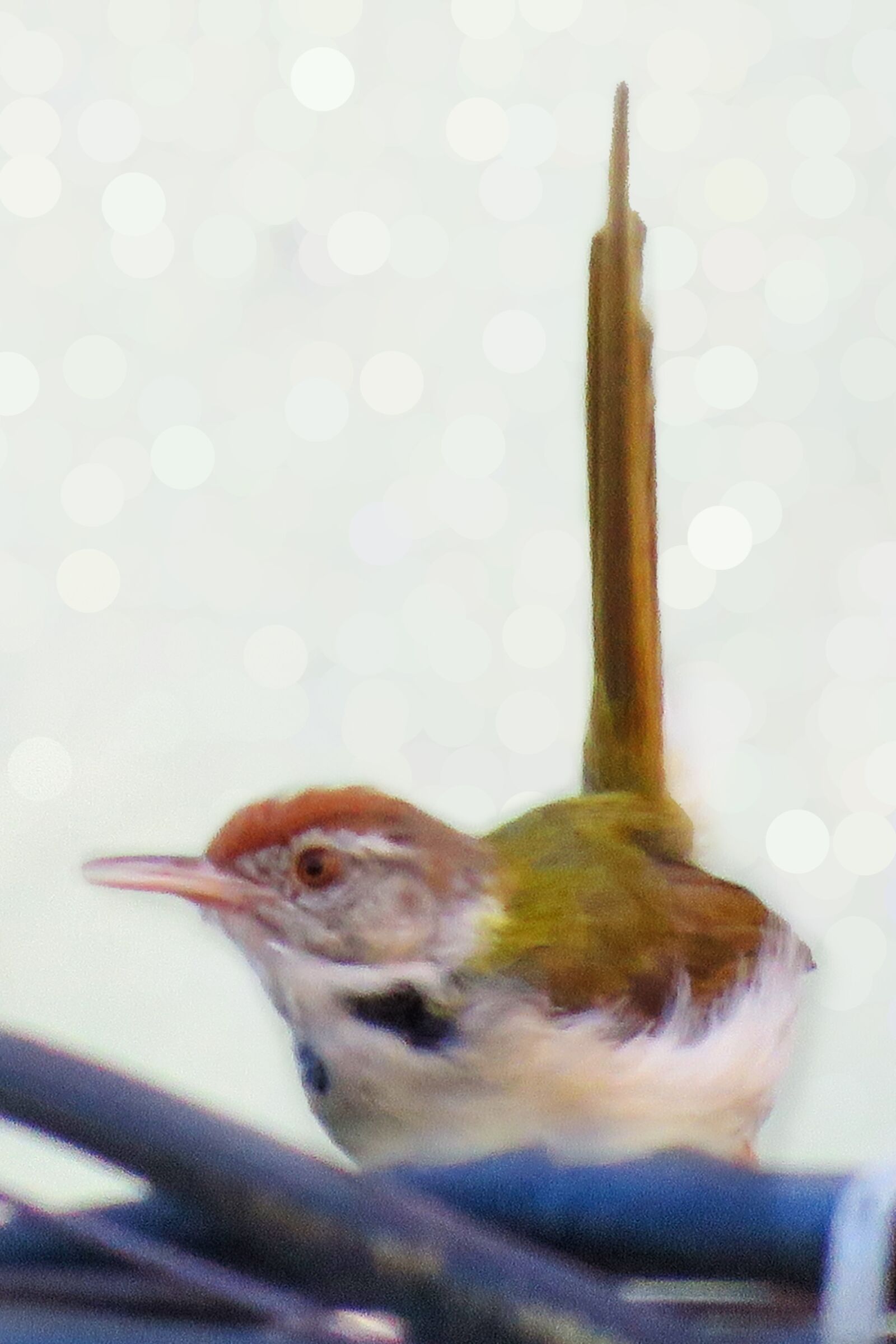 Canon PowerShot SX60 HS sample photo. Bird, bird tail, nature photography