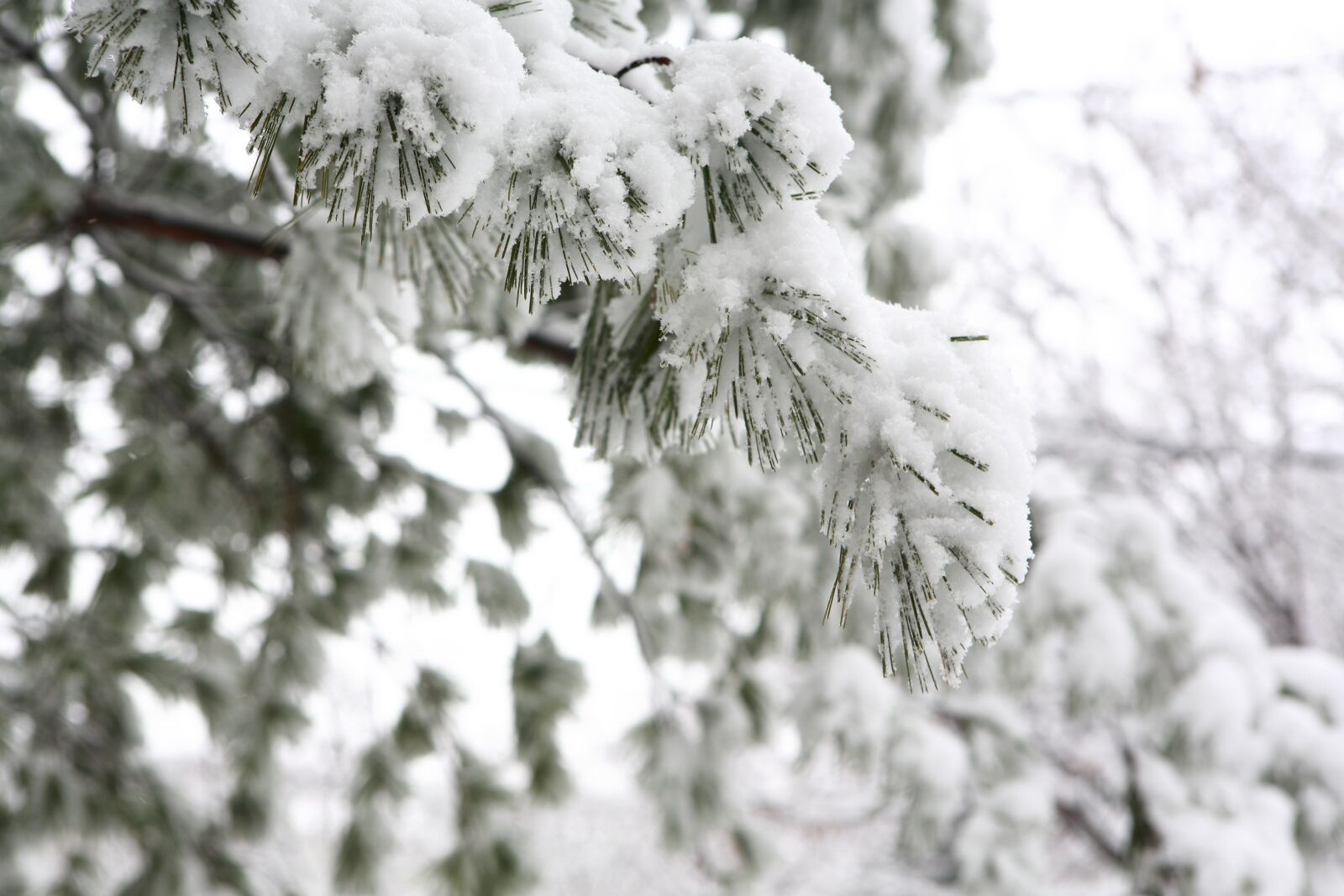 Canon EOS 5D Mark III sample photo. Winter, wood, snow photography