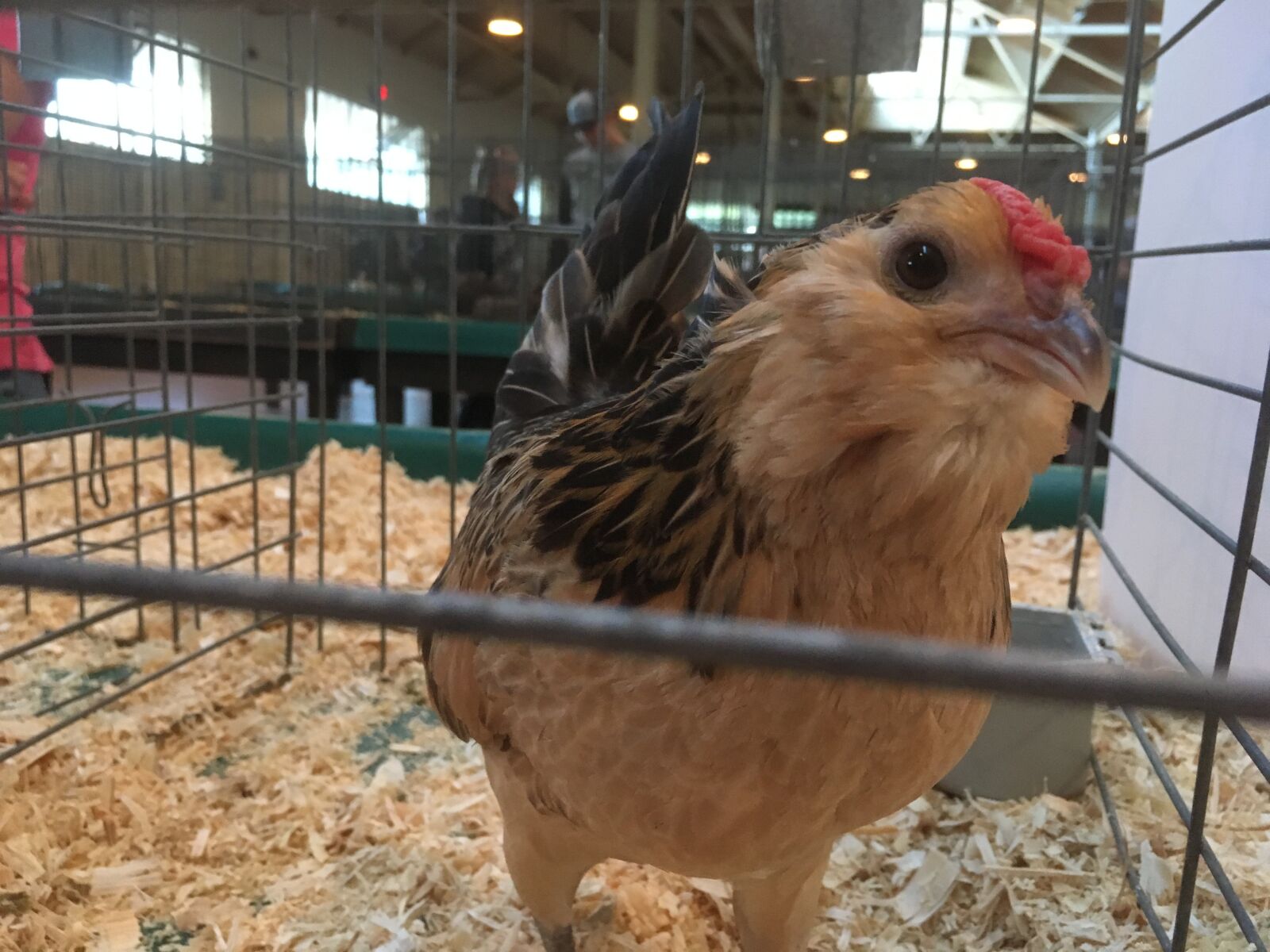 iPhone SE back camera 4.15mm f/2.2 sample photo. Happy chick, state fair photography