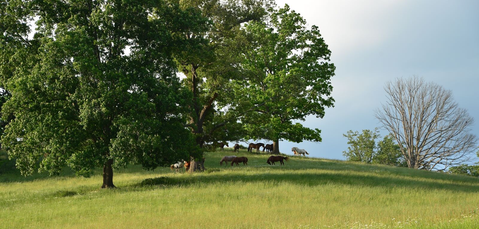 Nikon D610 sample photo. Horse, fields, pasture photography