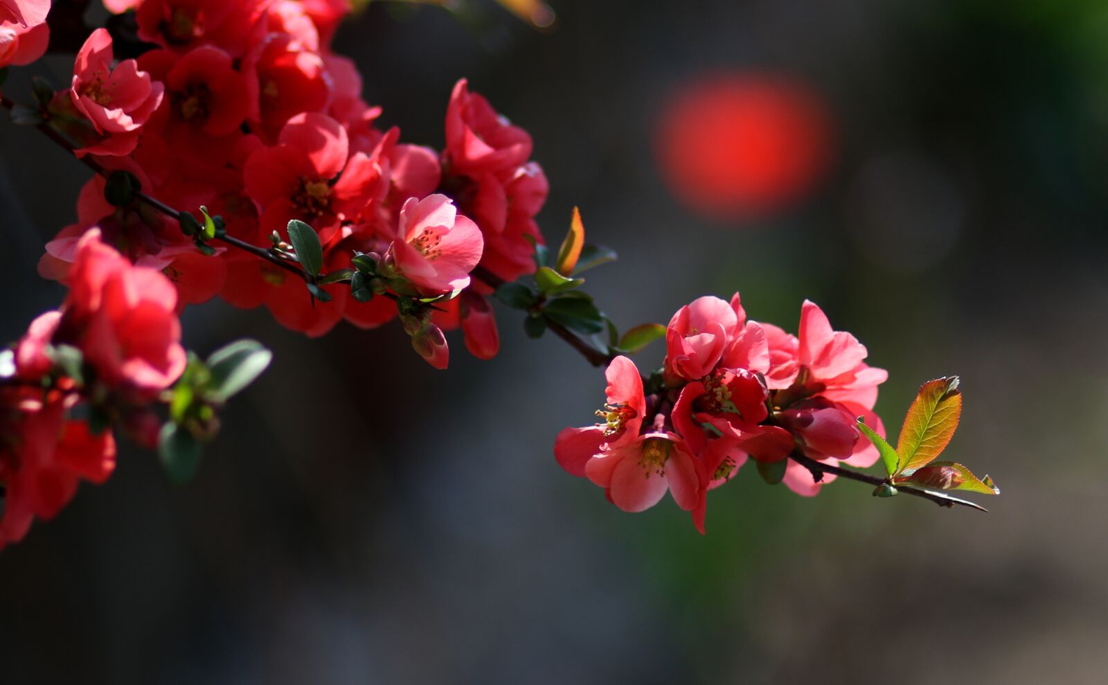 Canon EF 85mm F1.8 USM sample photo. Flowers, red, casey photography