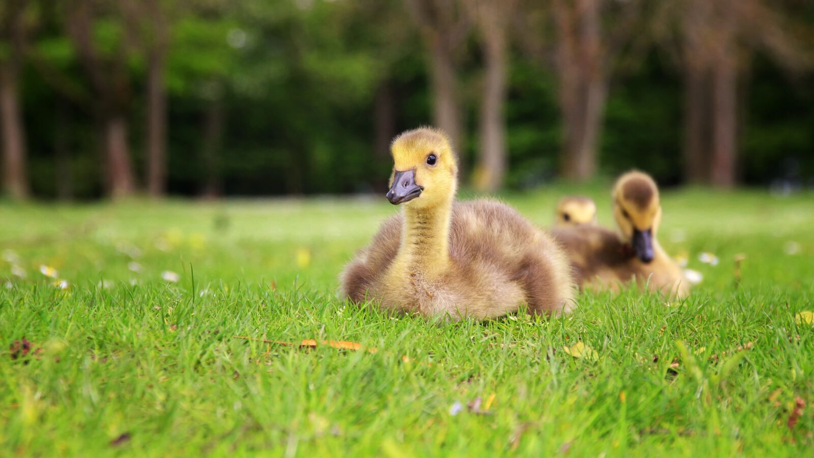 Canon EOS 700D (EOS Rebel T5i / EOS Kiss X7i) sample photo. Duck, young duck, bird photography