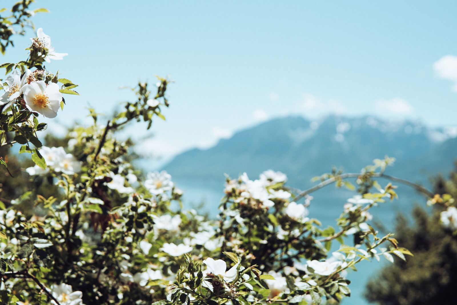 30mm F1.4 DC DN | Contemporary 016 sample photo. Roses, flowers, sky photography