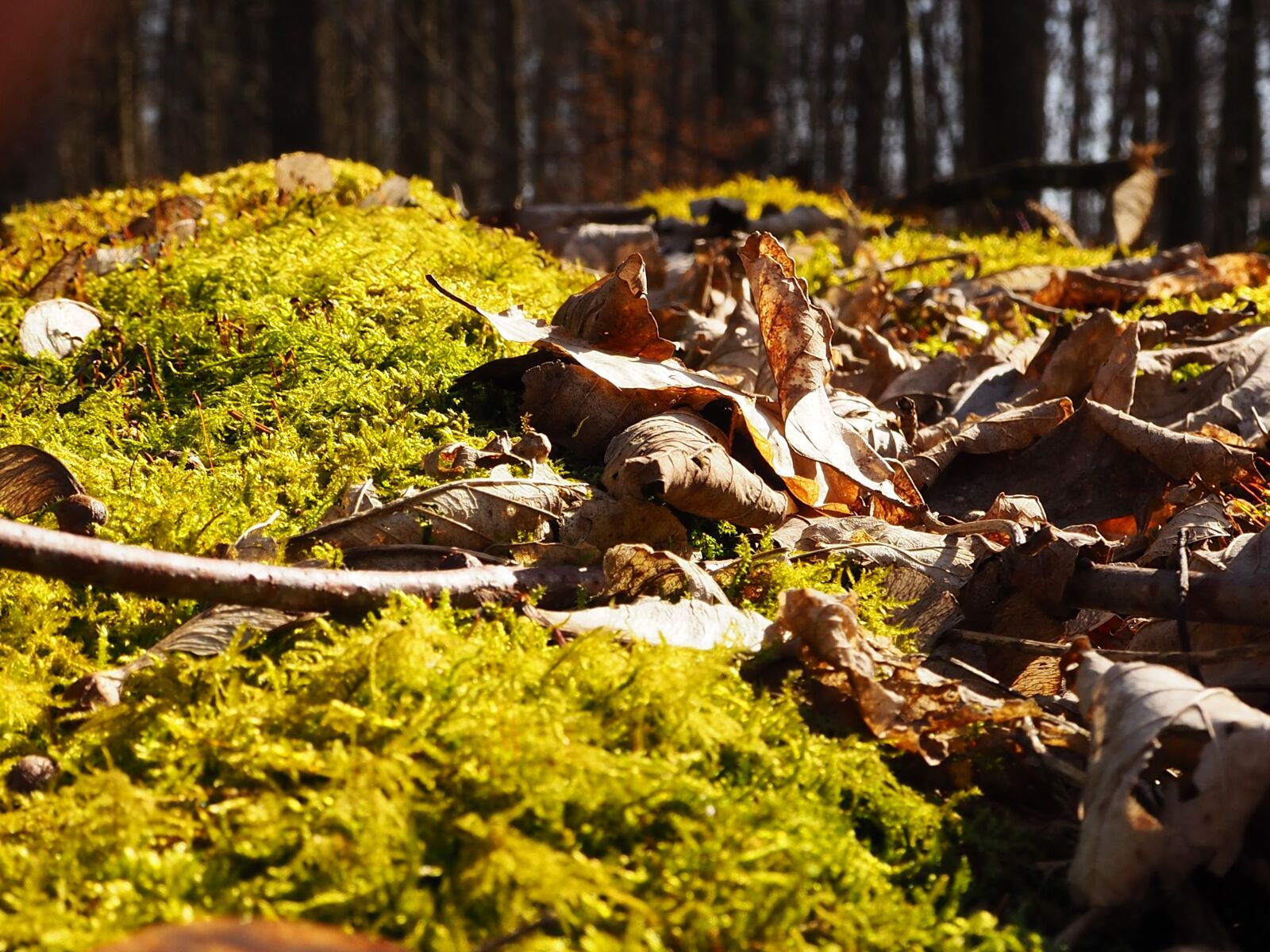 Olympus OM-D E-M10 II sample photo. Moss, leaves, nature photography