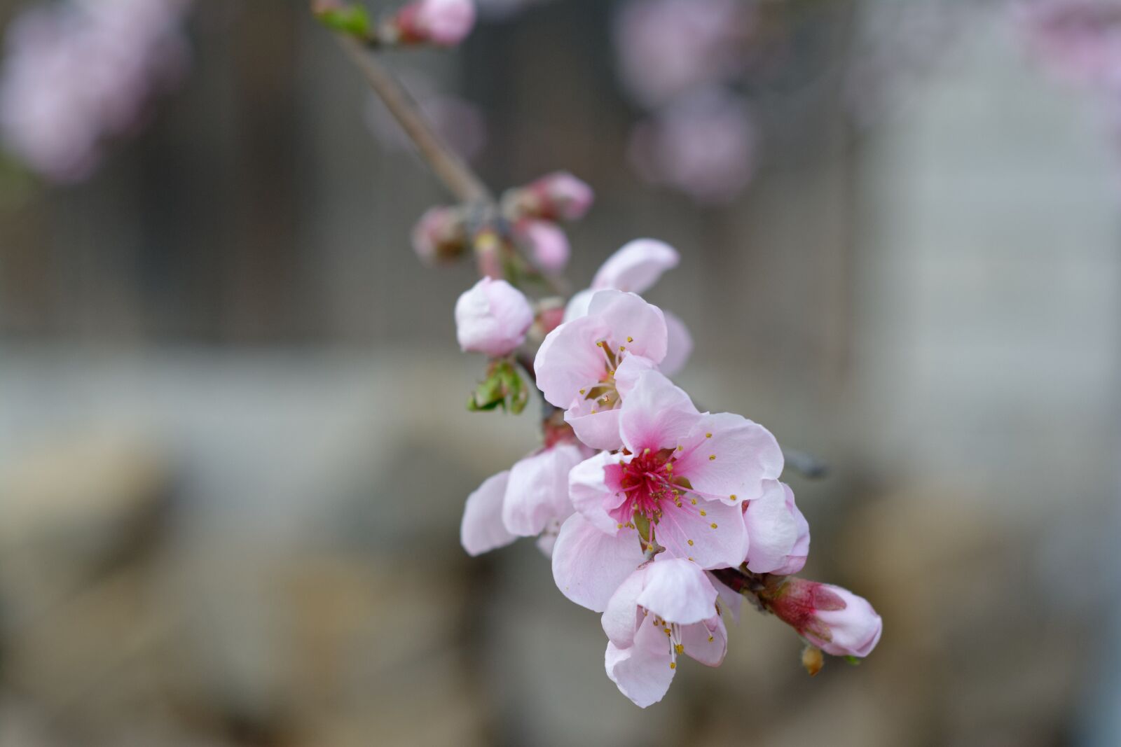 Nikon D5200 sample photo. Flowers, pale pink, nectarine photography